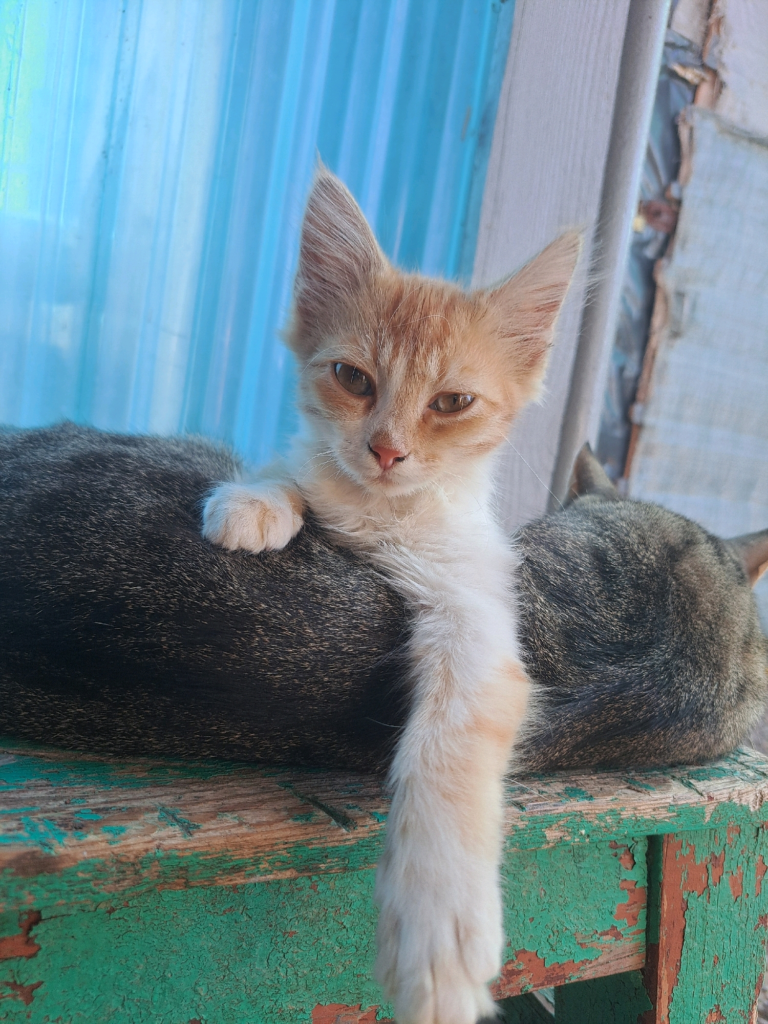 A close-up, eye-level shot captures two cats on a weathered, peeling green and brown wooden surface. In the foreground, a ginger and white kitten with bright amber eyes is positioned on top of a tabby cat. The kitten's left front paw rests on the tabby's back, and its body extends downwards, almost to the bottom of the frame. The tabby cat is lying down, facing away from the camera, its head visible on the right side of the frame. Behind the cats is a bright blue, corrugated surface, possibly part of a structure or fence, with vertical lines. To the right of the blue surface is a light-colored, possibly wooden or metal, vertical element, and further to the right, a distressed, textured surface that appears to be a damaged wall or building exterior. The scene suggests an outdoor setting, possibly in a rural or semi-urban area like Vypasne, Ukraine, given the rustic and somewhat dilapidated elements.