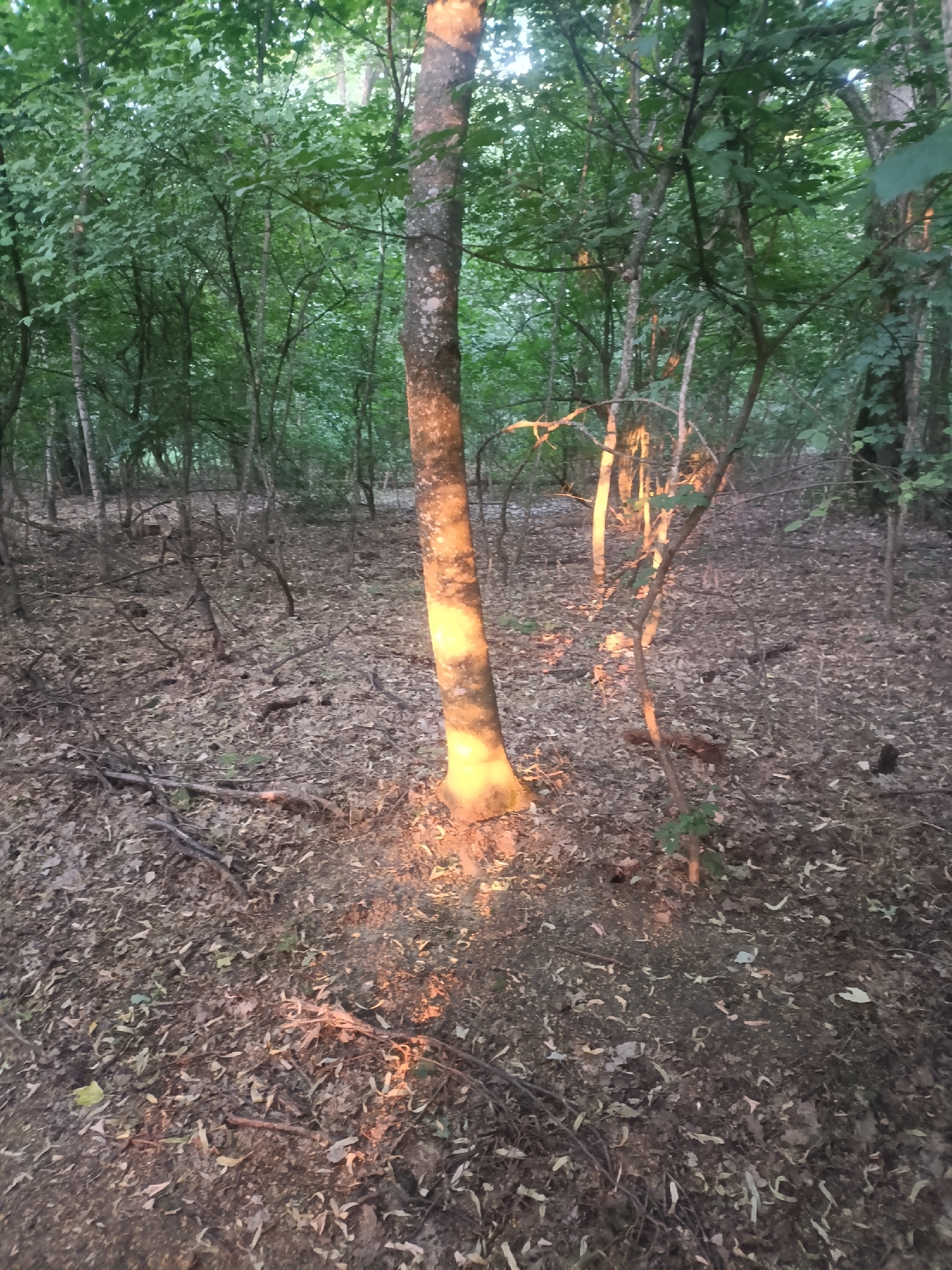 A sunbeam illuminates a tree trunk in a forest. The tree is surrounded by fallen leaves and small branches on the ground. The forest is dense with trees and foliage.