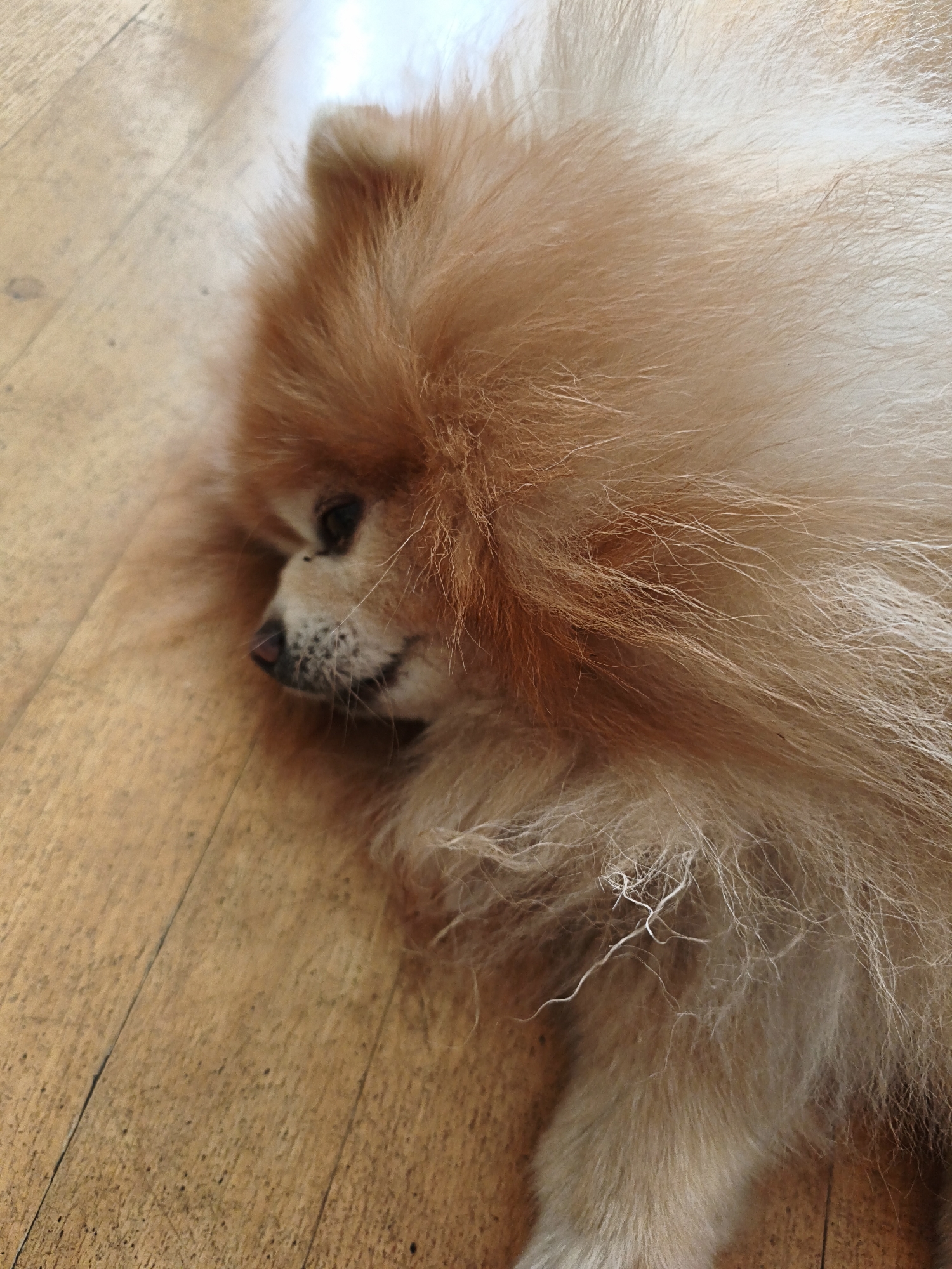 The image shows a close-up, high-angle shot of a fluffy Pomeranian dog lying on its side on a wooden floor. The dog's head is facing left and is slightly out of focus. Its fur is a light brown and cream color. The wooden floor has a visible grain and appears to be made of planks. The lighting suggests an indoor setting, possibly a home. There is no indication of a location in Moscow, Russia, or any specific urban environment.