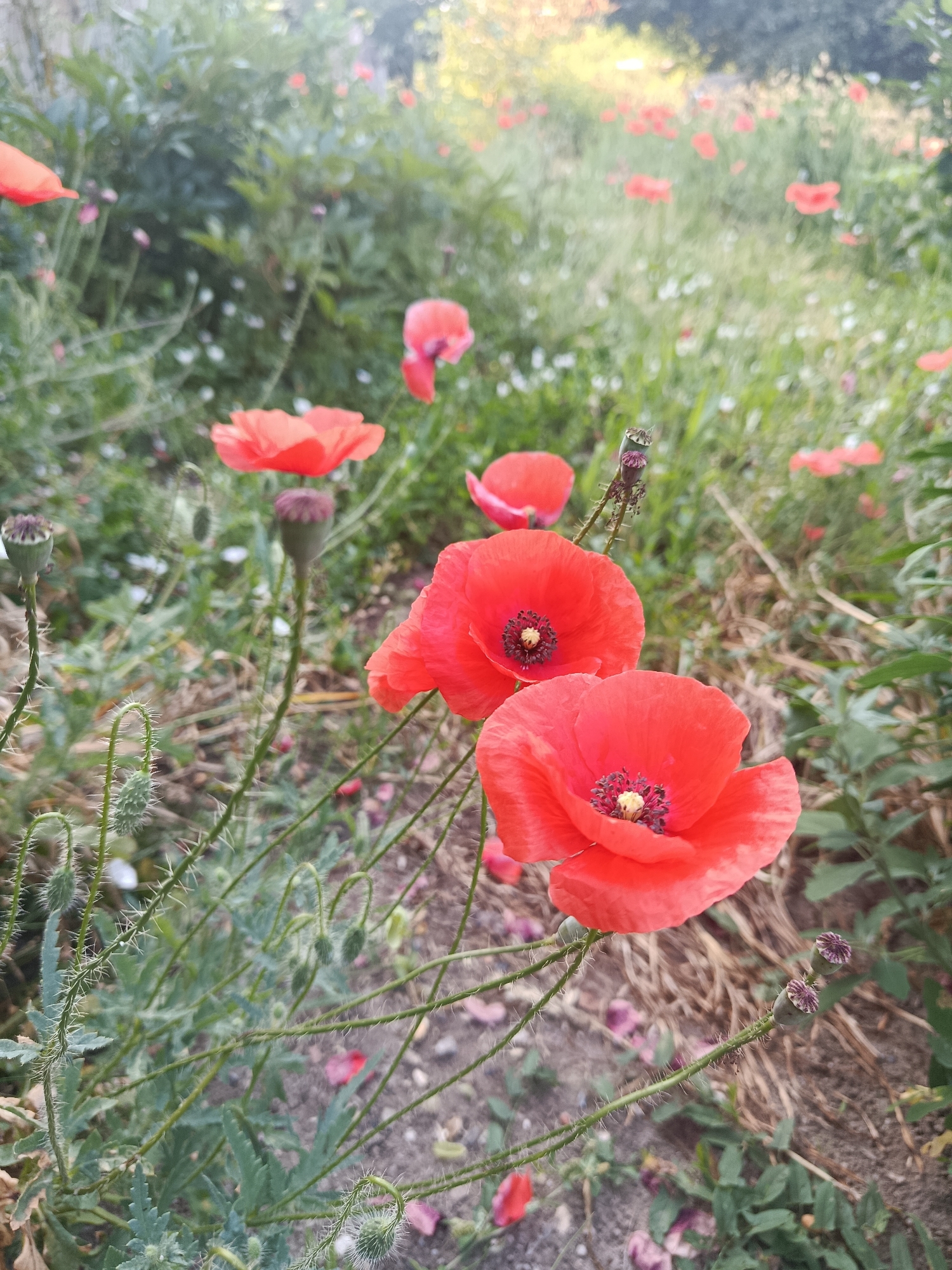 In the city of Starokostiantyniv, Ukraine, an outdoor scene features a close-up view of several bright red poppies in a field. The poppies are the primary subjects, with two in sharp focus in the foreground, showcasing their delicate petals and dark centers. Surrounding them, other poppies and green foliage are visible, some in focus and others blurred, indicating a natural, uncultivated setting. The ground is covered with dry leaves and sparse green plants. The lighting suggests it is daytime, possibly late afternoon, with a soft, diffused light. There are no people or animals present in the image.