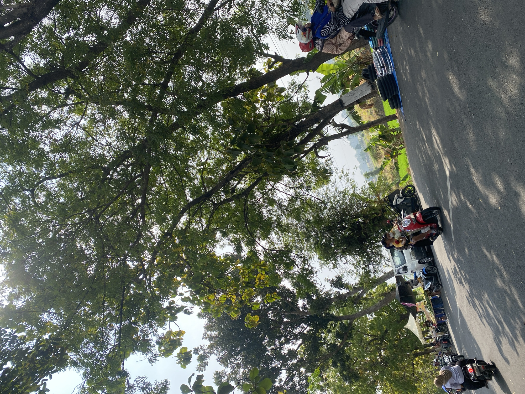 The image depicts a street scene in Banjarejo, Indonesia, on a sunny day. Tall trees with dense green foliage line the right side of the road, their branches casting dappled shadows on the asphalt. The road appears to be a two-lane street, with vehicles and pedestrians present.
In the foreground, several motorcycles are visible. One red scooter is carrying two people, a driver wearing a yellow shirt and a passenger in a blue and striped shirt. Another motorcycle further down the road has a person wearing a light-colored hijab and a white top. To the left, a white van is parked, and in front of it, a stall with a white canopy displays various items, possibly for sale. To the right of the van, a blue tarp is spread on the ground, displaying a stack of tires.
In the background, there are glimpses of lush green fields and banana trees, indicating a rural or semi-rural setting. The sky is bright and hazy, suggesting a warm climate. The overall impression is one of a lively street scene in a tropical environment.
