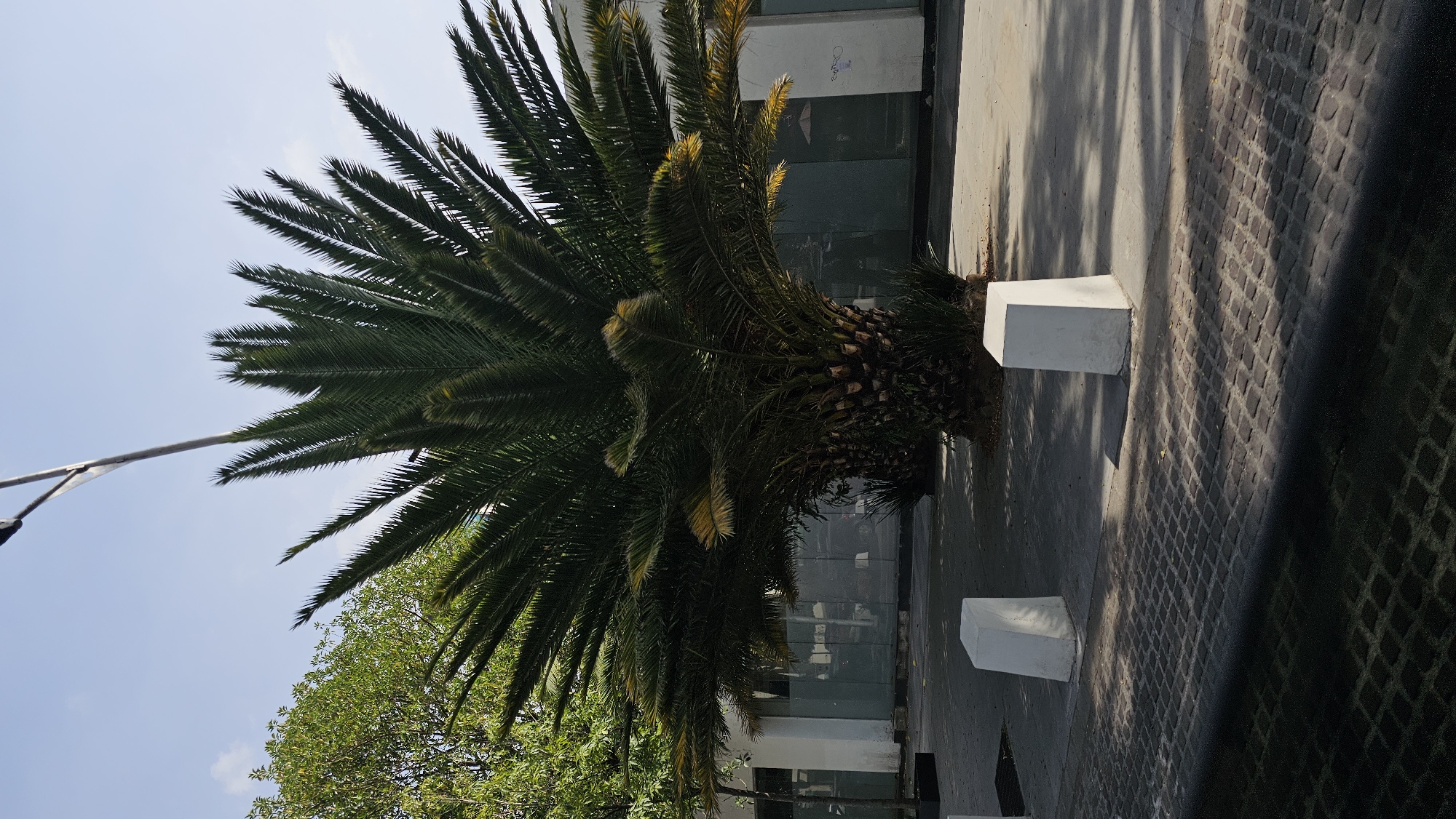 Here is a forensic description of the image:
A palm tree stands in the city of Puebla, Mexico. The tree is situated on a paved surface with square blocks. Two white, cube-shaped objects flank the tree's base. Shadows cast by the tree and nearby objects are visible on the pavement. A streetlight is visible on the left side of the image. In the background, a glass building can be seen with reflections. Other green trees appear on the left-hand side of the image.