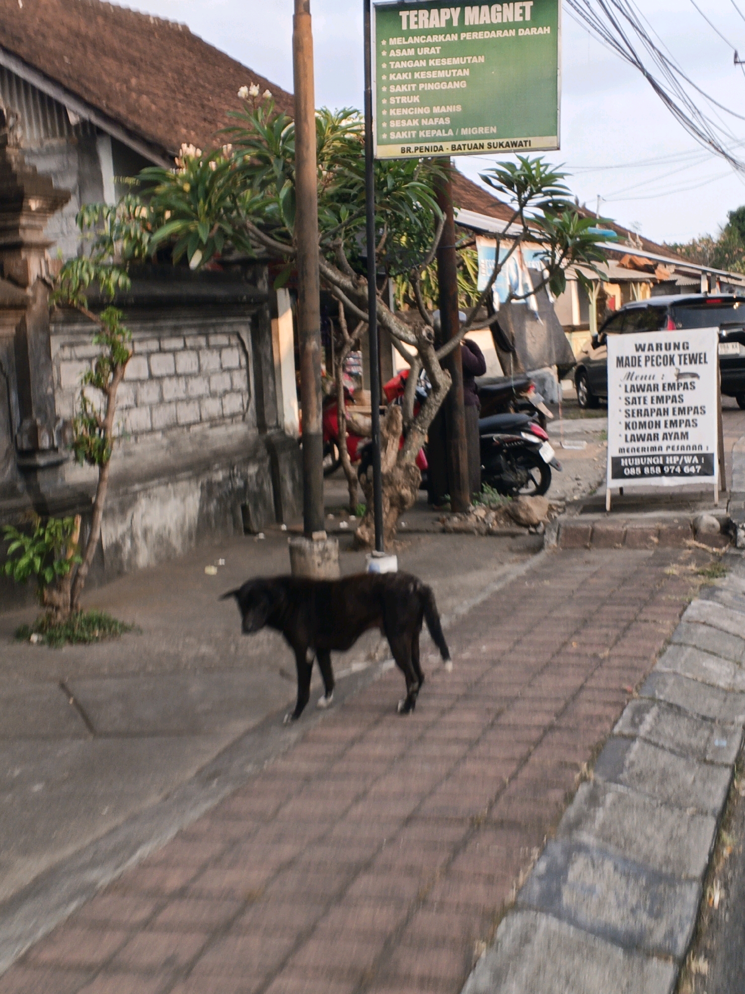 The image shows a street scene in Sukawati, Indonesia. In the foreground, a dark-colored dog is walking on a brick-paved sidewalk. Behind the dog, to the right, is a white A-frame sign for "WARUNG MADE PECOK TEWEL" with a menu of dishes including "LAWAR EMPAS", "SATE EMPAS", "SERAPAH EMPAS", "KOMOH EMPAS", and "LAWAR AYAM". The sign also provides a phone number for inquiries. Further back, a building with a tiled roof and brick walls is visible, with lush green trees and foliage around it. A green sign advertising "TERAPY MAGNET" with a list of benefits is attached to a pole. Several motorcycles are parked near the building. The overall environment suggests a local street or market area.