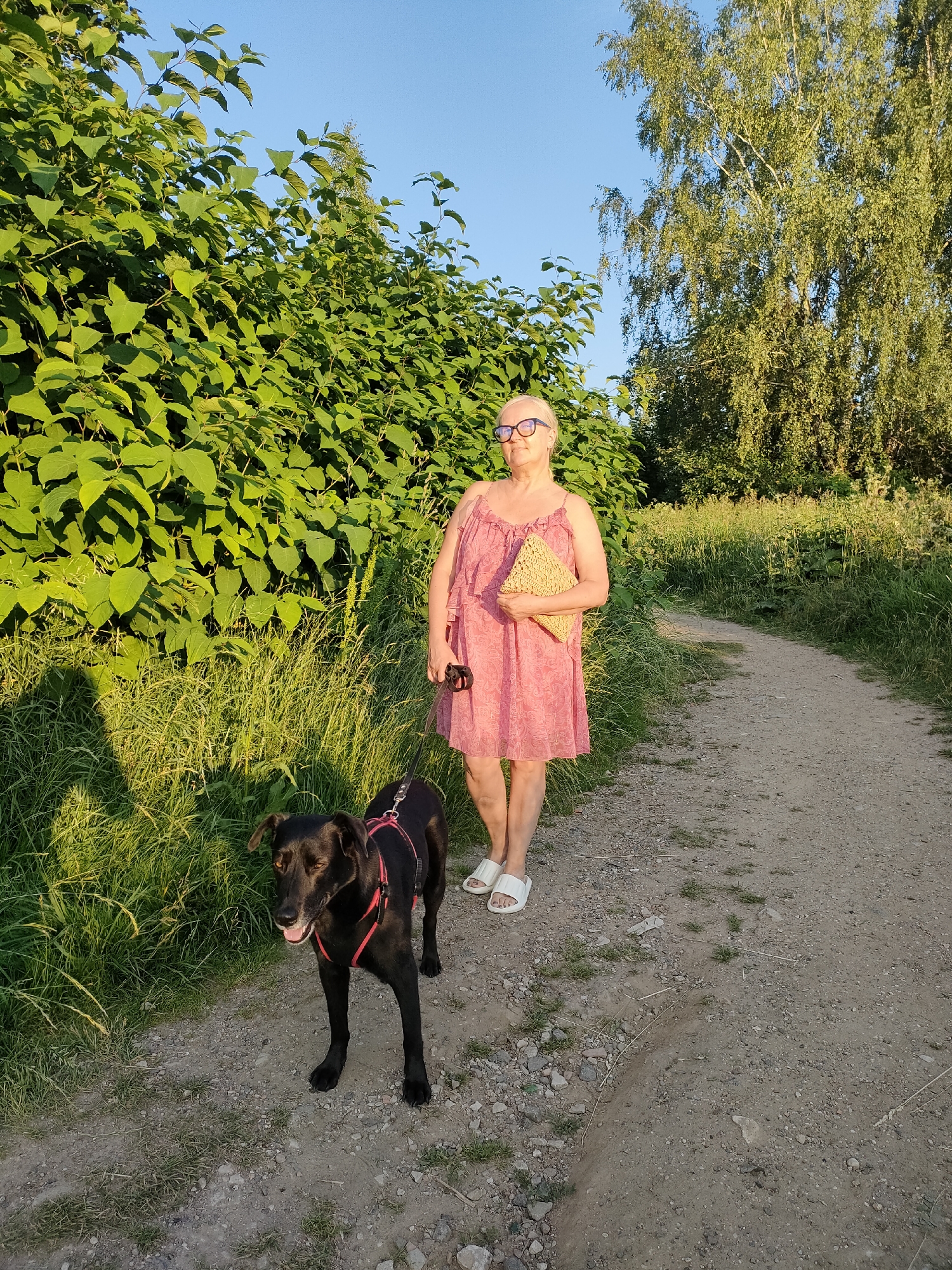 A woman and a black dog are on a dirt path near lush green vegetation. The woman, wearing a pink sundress and white slides, holds a straw clutch and her dog's leash. She has blonde hair and glasses. The dog, with a red harness, stands attentively on the path. The scene is illuminated by the warm light of a setting sun, casting shadows from the foliage and the woman. Tall trees with light-colored bark are visible in the background, suggesting a wooded area. The sky is a clear, soft blue. The overall mood is peaceful and serene, indicative of a pleasant evening walk in a natural setting. This scene is likely at "Klyazminskoye Reservoir Tourist Resort" in Russia.
