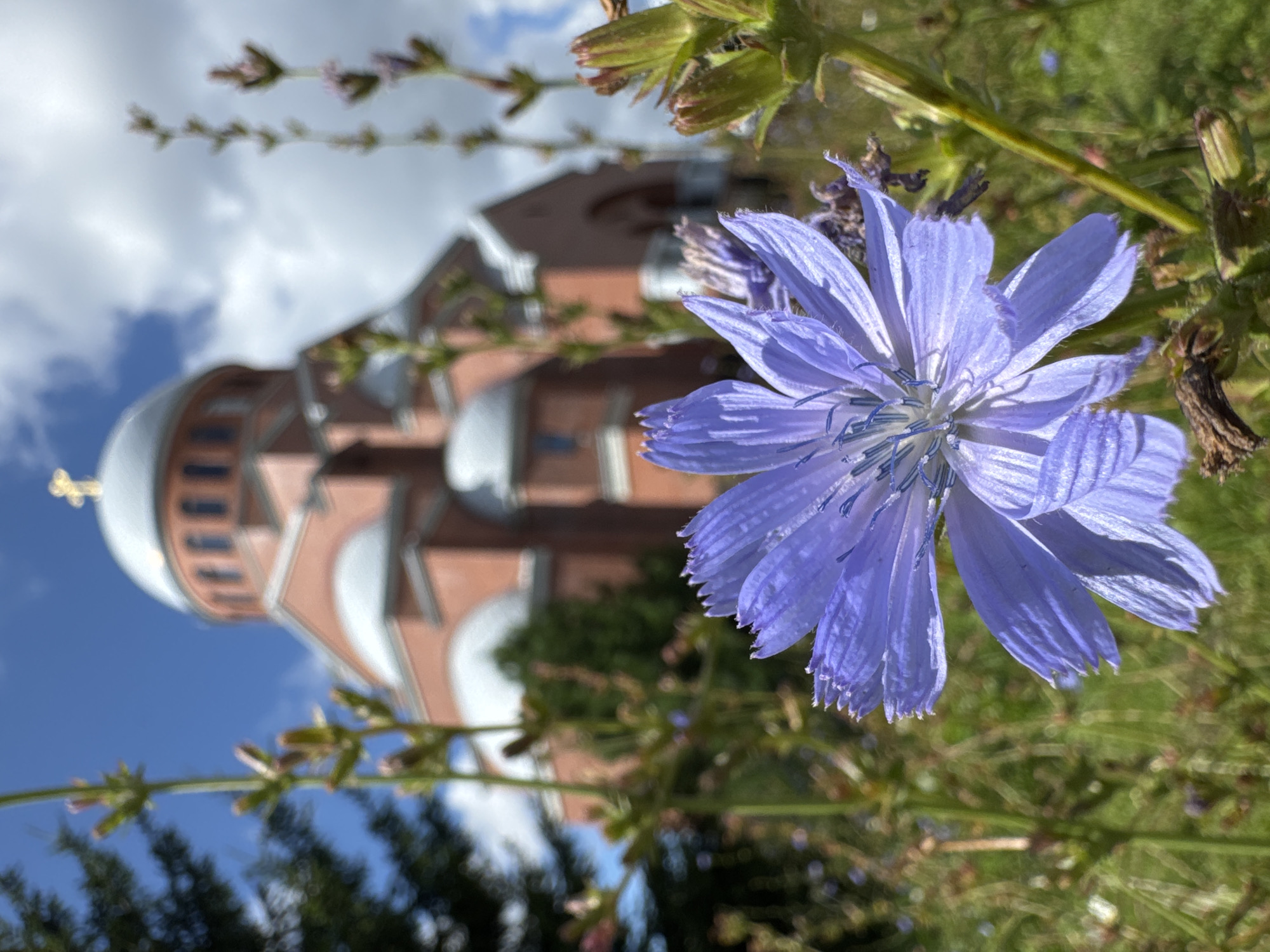 A close-up, eye-level shot features a single, vivid purple chicory flower in the foreground, its delicate petals spread wide. The flower is in focus, with a blurred background that includes green foliage and a prominent brick building with a silver dome and a golden cross on top, characteristic of Russian Orthodox churches. This building is likely the Church of the Transfiguration in Peterhof, Saint Petersburg, Russia, given its architectural style and prominent dome. The sky above is blue with scattered white clouds. The scene conveys a peaceful, natural setting juxtaposed with religious architecture.