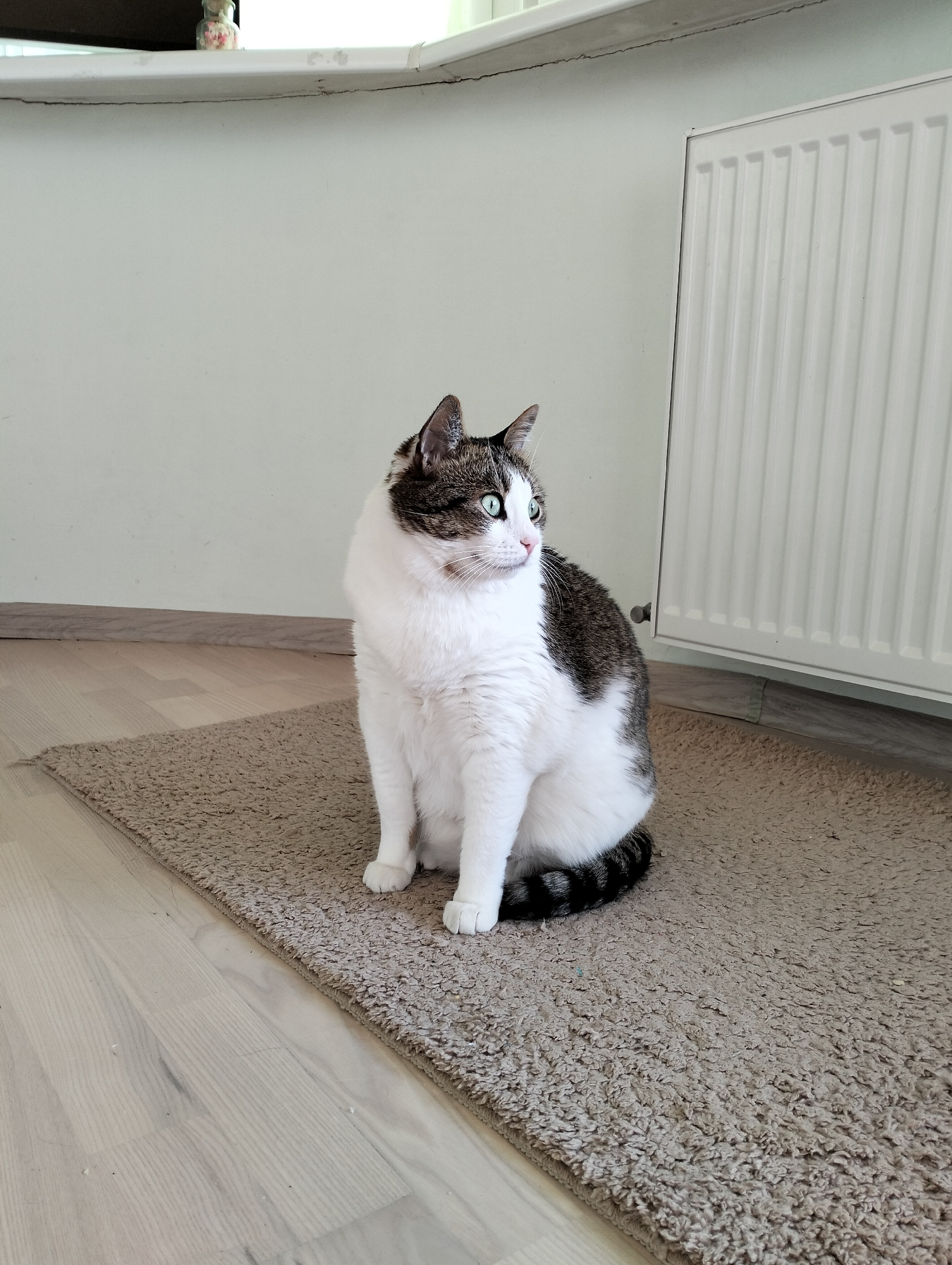 The image depicts a domestic cat sitting on a light brown rug indoors. The cat is predominantly white with gray and brown markings on its head and back. Its tail is striped with black and gray. The cat is sitting upright, looking to the right. The rug is on a light-colored wooden floor. Behind the cat is a light green wall and a white radiator. A window ledge can be seen in the top left of the image. The photograph was taken in Krykhivtsi, Ukraine.