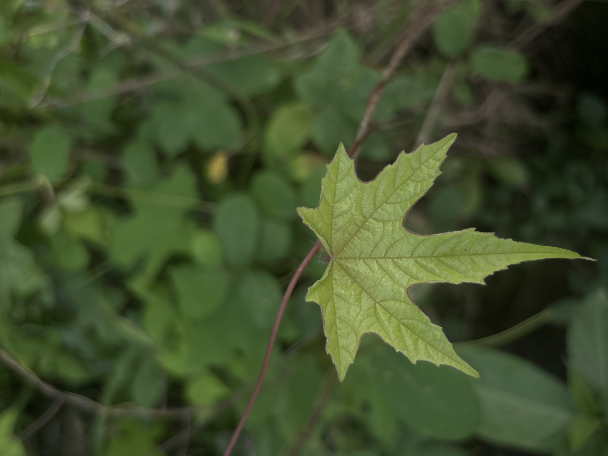 The image is a close-up, vertical shot of a vibrant green, palmate leaf with serrated edges. The leaf is the primary subject and is in sharp focus, revealing its intricate vein structure and slightly fuzzy texture along the rim. A thin, reddish-brown vine extends from behind the leaf, curving upwards and to the left. The background is a soft blur of various shades of green foliage, suggesting a natural, outdoor environment. Given the lack of urban elements or human presence, and without specific visual cues, it is impossible to determine if this image was taken in the city of Lhokseumawe, Indonesia.