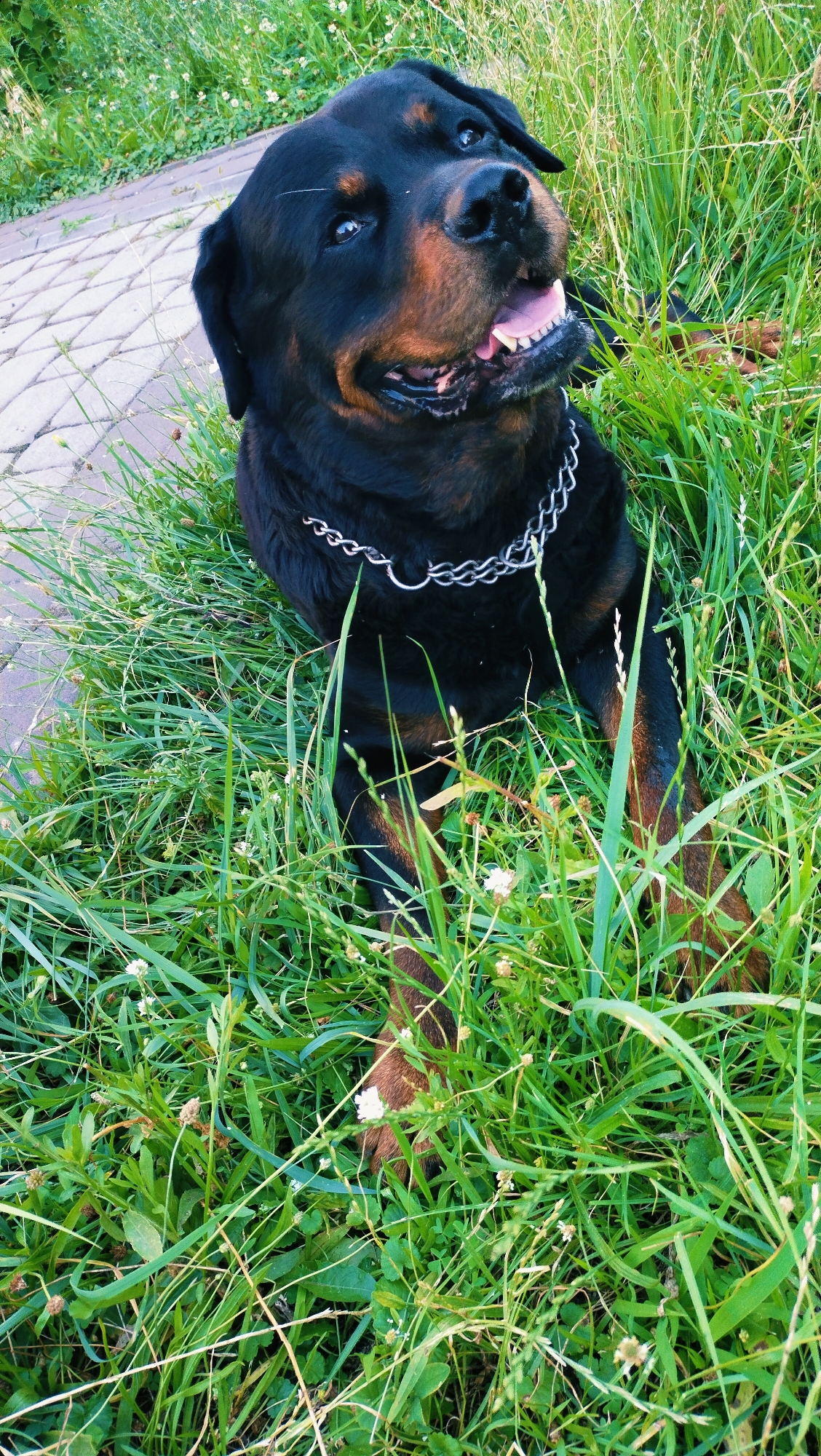 A rottweiler dog lies in tall green grass, looking up and panting with its tongue out. The dog is black and tan with a silver chain collar. To the left of the dog, a paved pathway is visible, which is a common feature in parks and public areas within Horishni Plavni, Ukraine. The overall environment is natural and appears to be an outdoor recreational space.