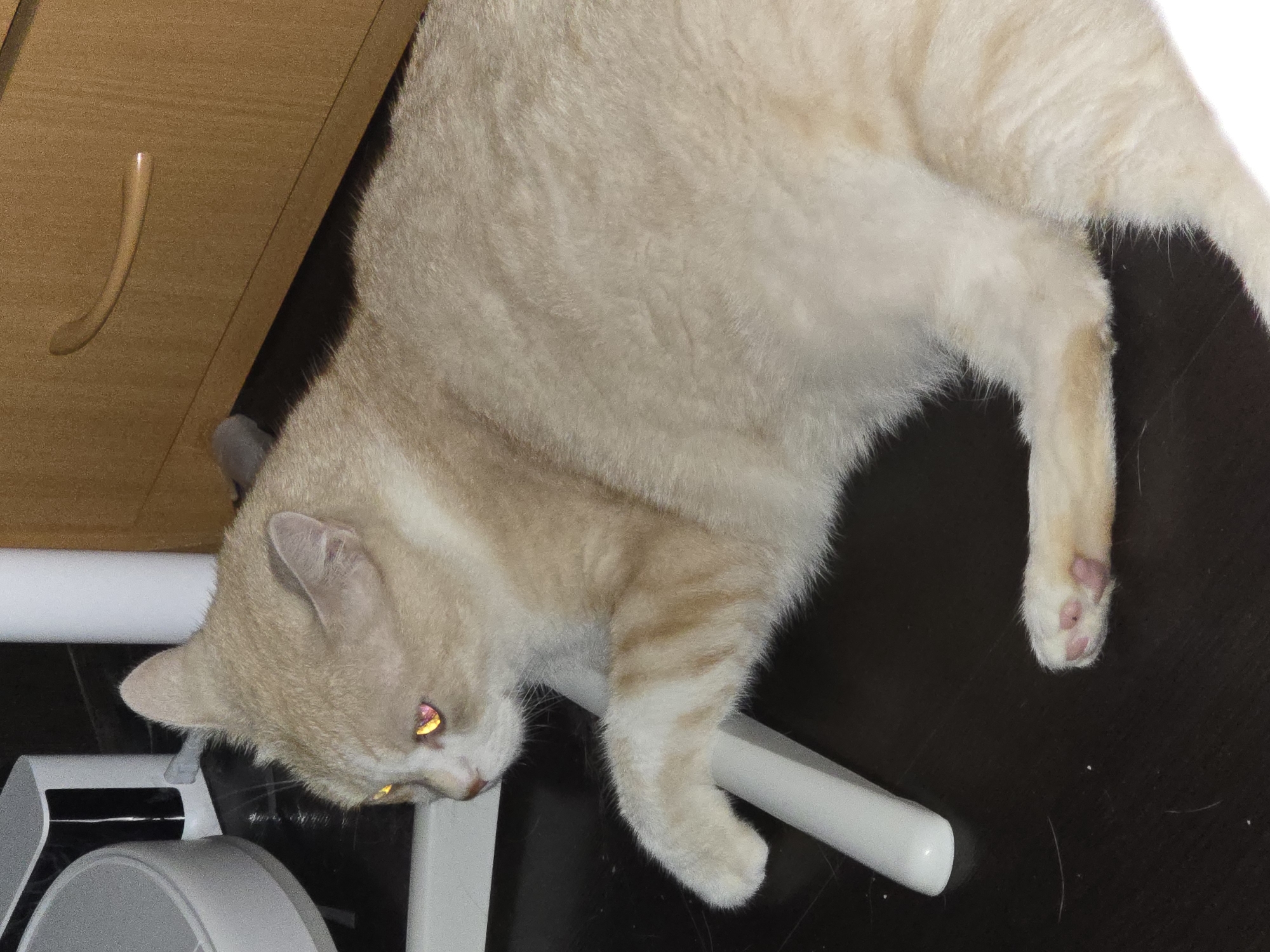 A light-colored cat with orange markings is lying on a dark wooden floor. The cat is on its side, with its front paws extended and resting on a white object. The cat's eyes are glowing yellow. In the background, there is a wooden drawer and a white appliance. The scene is indoors and appears to be a home environment. There is no visible indication of location within Krasnoyarsk, Russia.