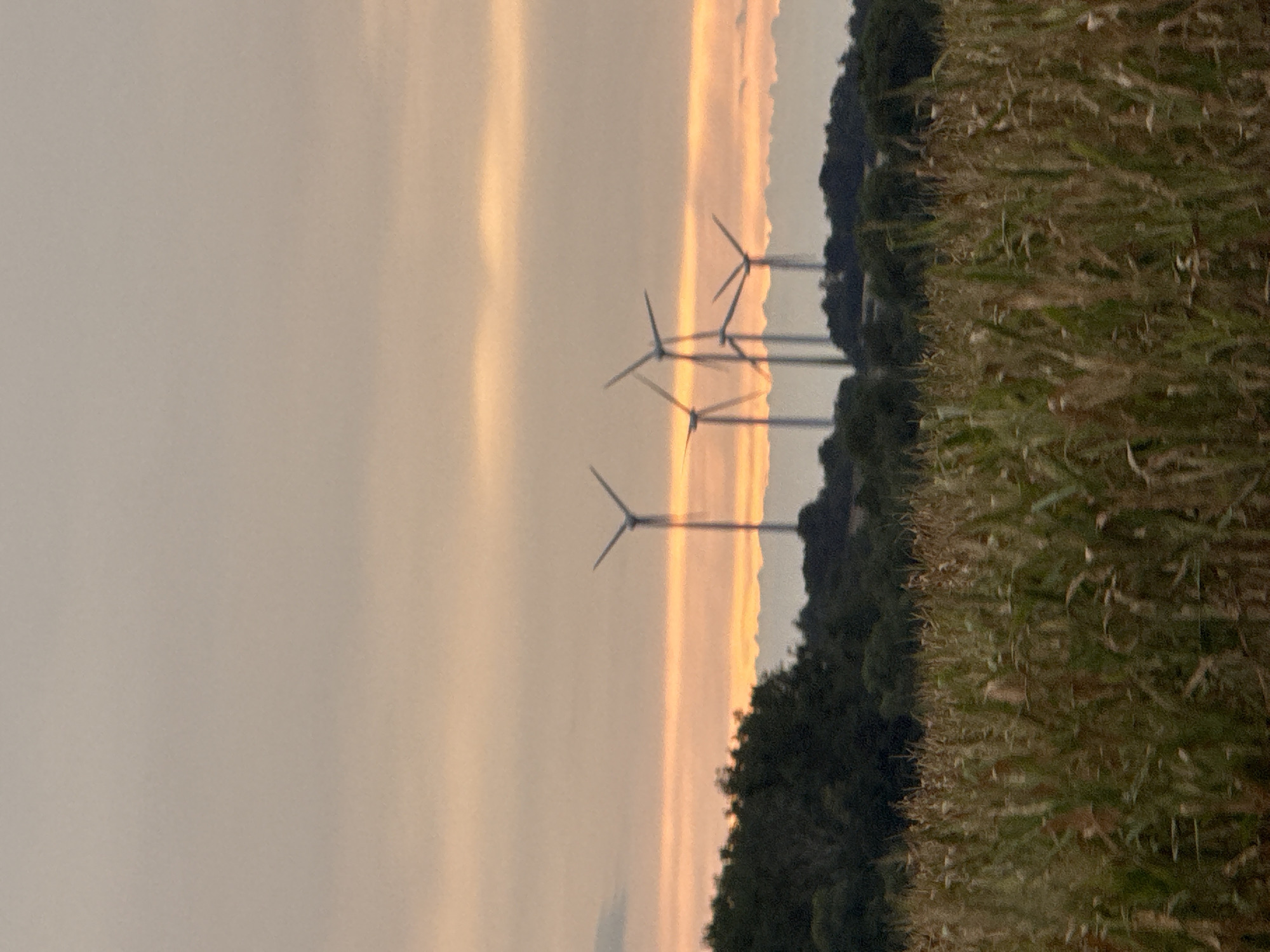 The image depicts a rural landscape in the vicinity of Hohenstein, Germany, at dusk. In the foreground, a field of mature cornstalks, showing signs of drying, stretches across the lower half of the frame. Behind the cornfield, a line of dark green trees forms a dense barrier. Rising above the trees in the middle ground are several wind turbines, silhouetted against a hazy, orange and pink sky streaked with clouds. The setting sun casts a warm glow, creating distinct bands of color on the horizon. Distant, undulating hills are visible behind the wind turbines, further emphasizing the vastness of the open space. The overall impression is one of a serene, agricultural setting at the end of the day.
