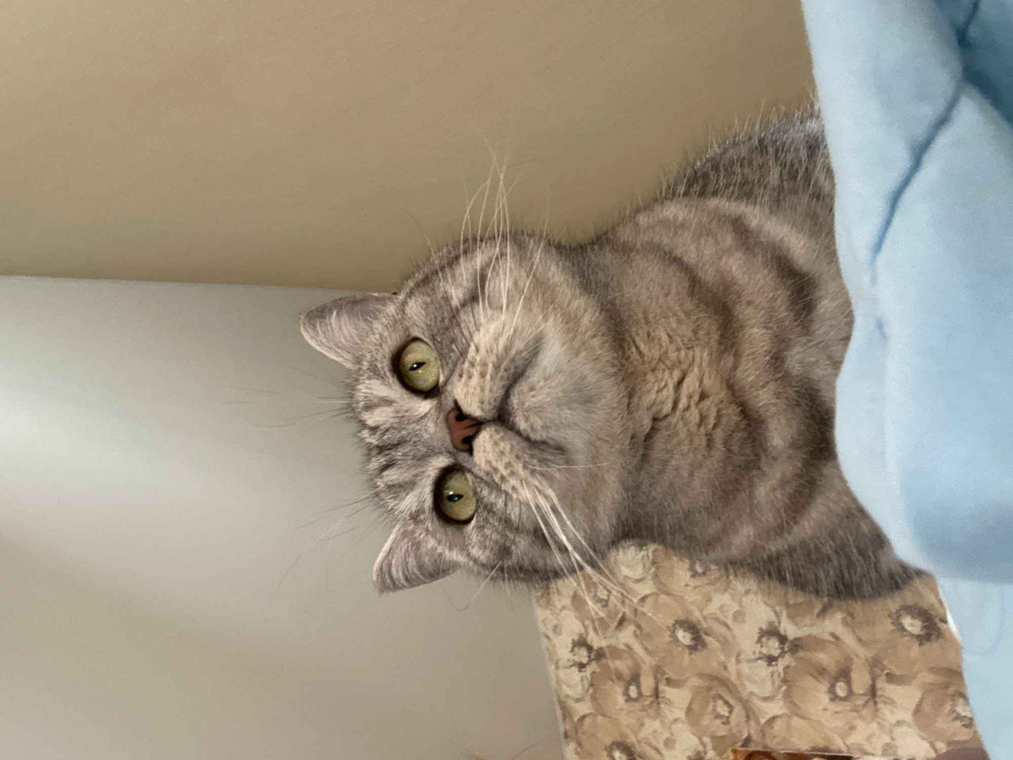 The image shows a close-up of a grey tabby cat with green eyes looking upwards. The cat is positioned on what appears to be a bed, with a patterned headboard or pillow to its left and a light blue blanket in the foreground. The background consists of a wall with two distinct color sections, one light beige and the other a slightly darker tan. There are no people or other animals visible in the image. The image does not contain any information that would allow for the determination of its location in Chaikovsky, Russia.