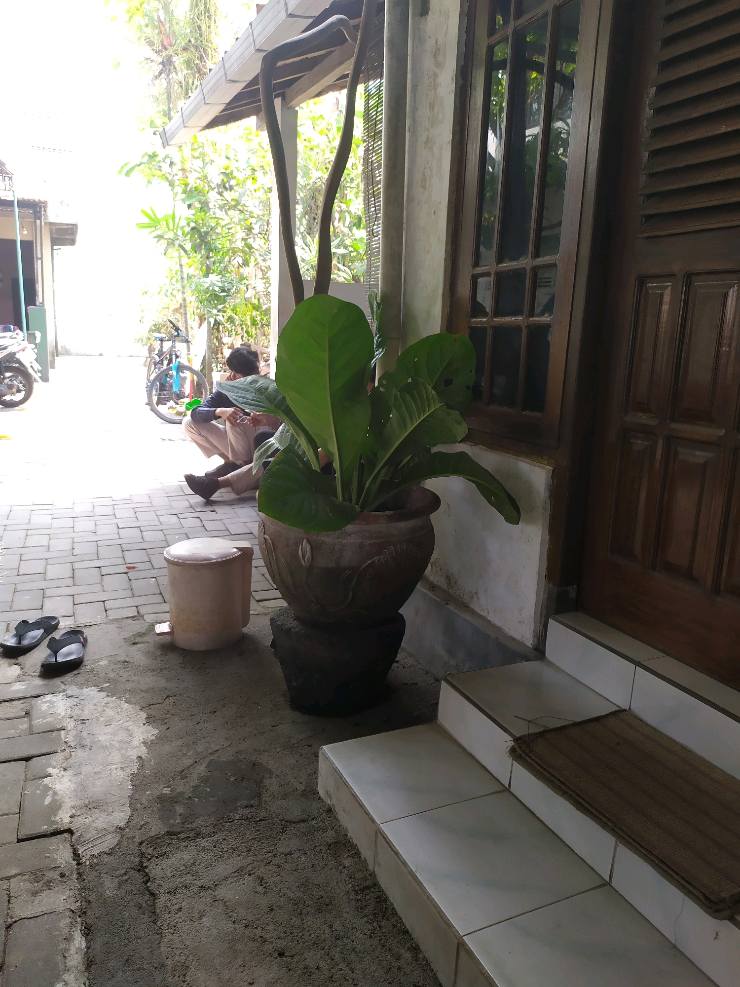 In Sleman, Indonesia, a man is seated on the paved ground outside a building. He is wearing a dark shirt and light-colored pants and is looking down, holding a phone in his right hand. Next to him, a bicycle with a blue frame is propped up. In front of the building's entrance, a large potted plant with broad green leaves stands on a stone base. To the left of the plant, a beige trash can with a lid is visible, and a pair of black flip-flops rests on the paving stones. The building features a wooden door with louvered panels and a window with multiple panes. A tiled staircase leads up to the entrance, with a woven mat placed on the top step. The scene is illuminated by natural light.