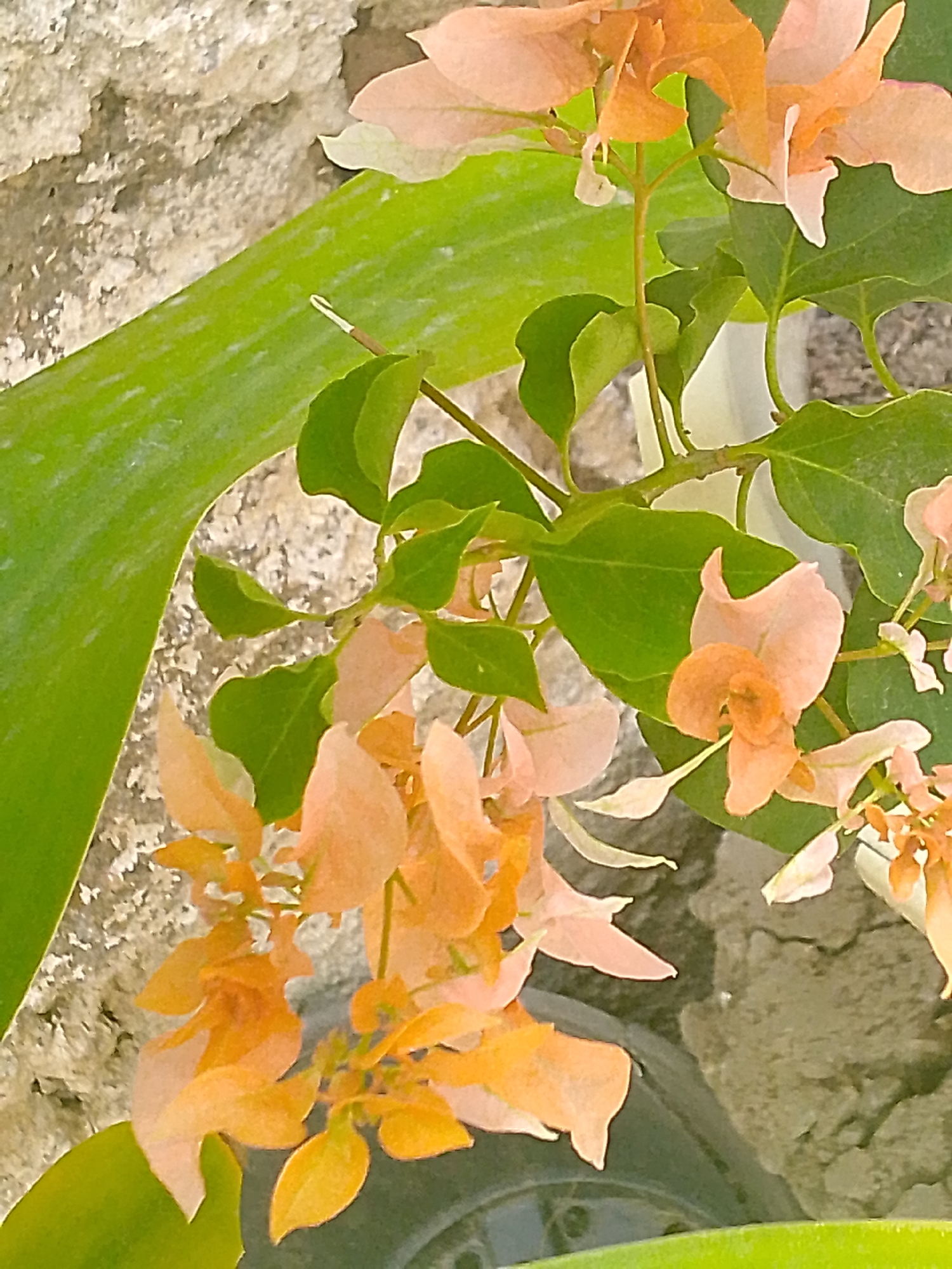 Close-up image of a flowering bougainvillea plant with orange and pink bracts. The plant has green leaves and is positioned near a textured wall. The location in Juan Griego, Venezuela is not independently verifiable from the image.