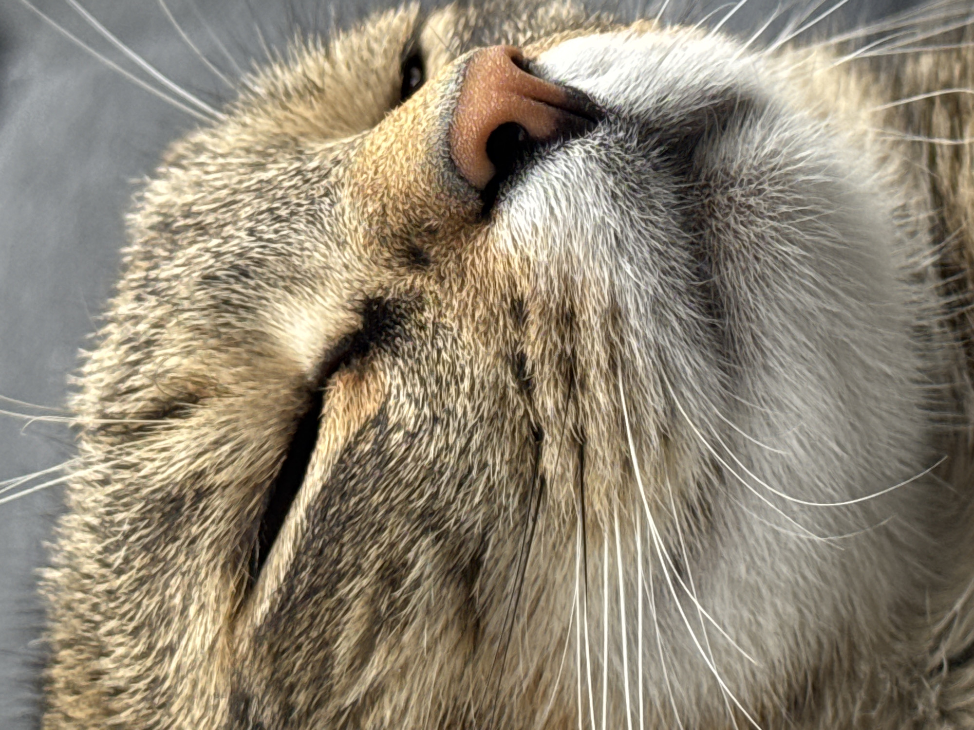 The image is a close-up, high-angle shot of a tabby cat's face. The cat's eyes are mostly closed, with a hint of a dark pupil visible in the right eye. Its nose is a textured, pinkish-brown, and its whiskers are long and white. The fur is a mix of brown, black, and tan stripes. The background is a blurred, dark gray surface. The image does not provide any information about the location, including Bratislava, Slovakia.