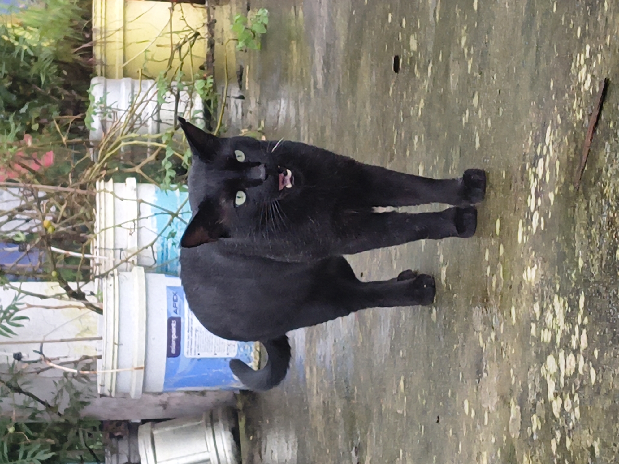 A black cat with green eyes and an open mouth stands on a wet, mottled concrete surface. The cat is facing slightly to the right of the camera and appears to be meowing or hissing. Its tail is curled upwards. In the background, there are several large white and yellow plastic buckets, some with plants growing out of them. One bucket has blue lettering that says "asianpaint: APEX". The overall environment appears to be an outdoor area, possibly a courtyard or alleyway, with some vegetation and debris on the ground. The location is identified as Haini, India.