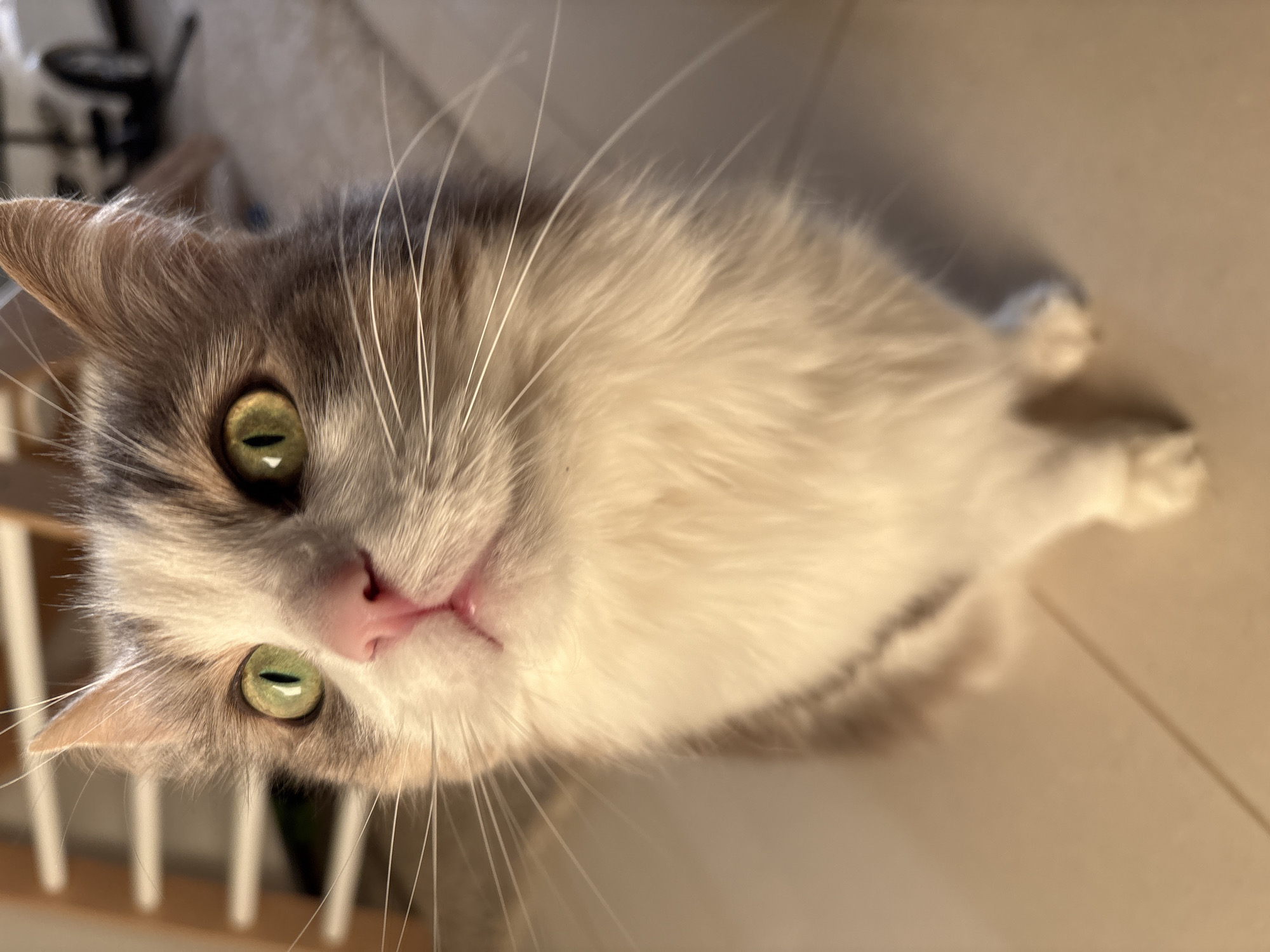 A close-up, tilted portrait of a cat with green eyes, a pink nose, and gray and white fur. The cat is lying on a light-colored tiled floor. Parts of a light-colored wooden structure are visible in the bottom left corner. The background is blurred. The location is not evident from the image.