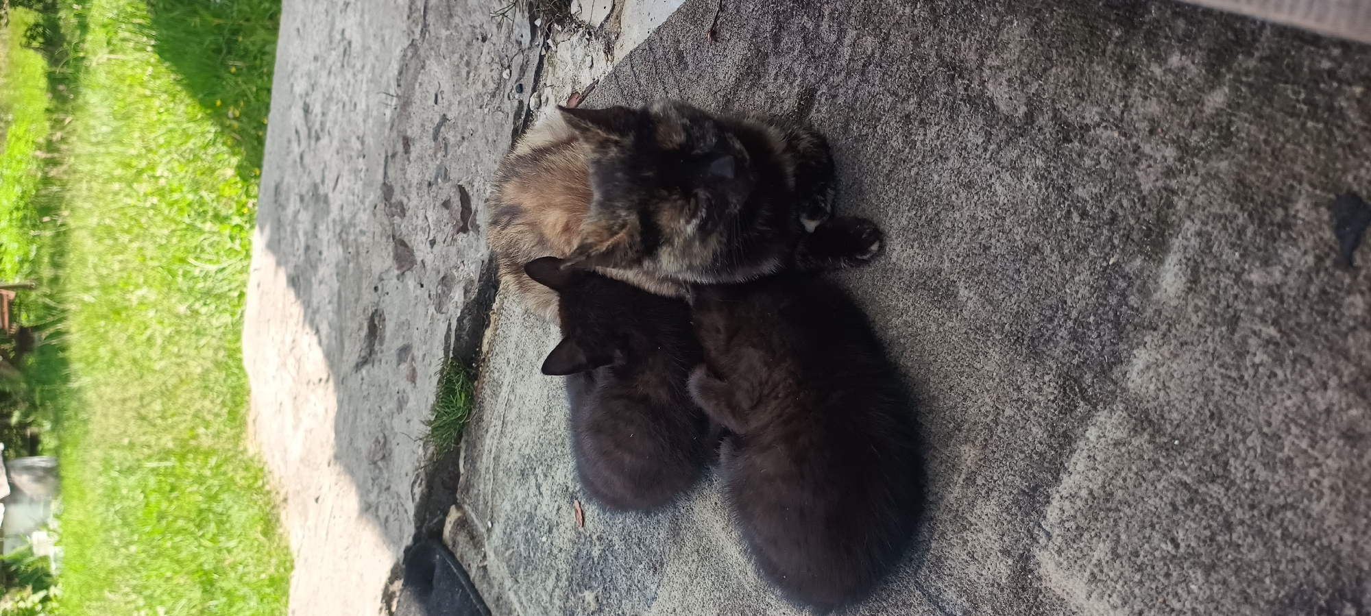 A mother cat with tortoiseshell markings is lying down on a concrete surface, nestled with two black kittens. One kitten is partially obscured by the mother cat, while the other is curled up beside it. The kittens appear to be sleeping or resting close to their mother. In the background, a patch of green grass is visible, suggesting an outdoor or semi-outdoor environment. The concrete surface appears weathered and slightly uneven. The lighting suggests it is daytime.
