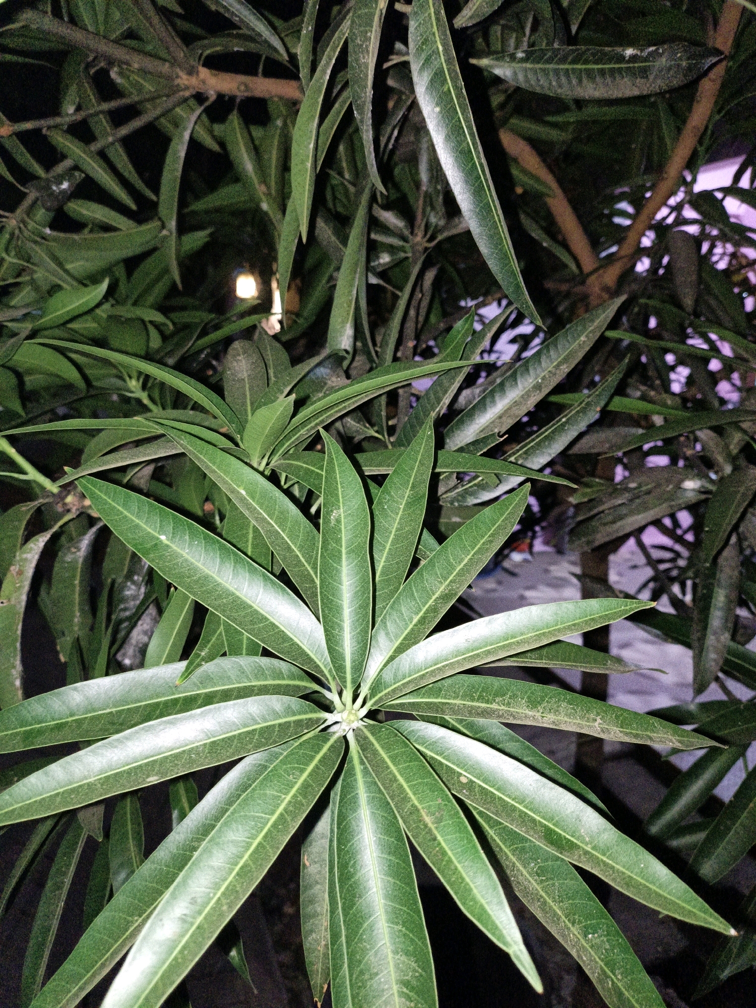 A close-up, slightly blurry image shows a cluster of long, green mango leaves. The leaves are arranged in a radial pattern, with some overlapping others. The background is dark, with hints of branches and possibly distant lights or artificial illumination, suggesting it might be nighttime or a dimly lit area. A faint purple hue is visible in the upper right quadrant, possibly from ambient light. There are no people or animals present in the image, and no identifiable landmarks indicate the location in Cikal, Indonesia. The image appears to be taken with a mobile phone camera, with some dust or debris visible on the leaves.