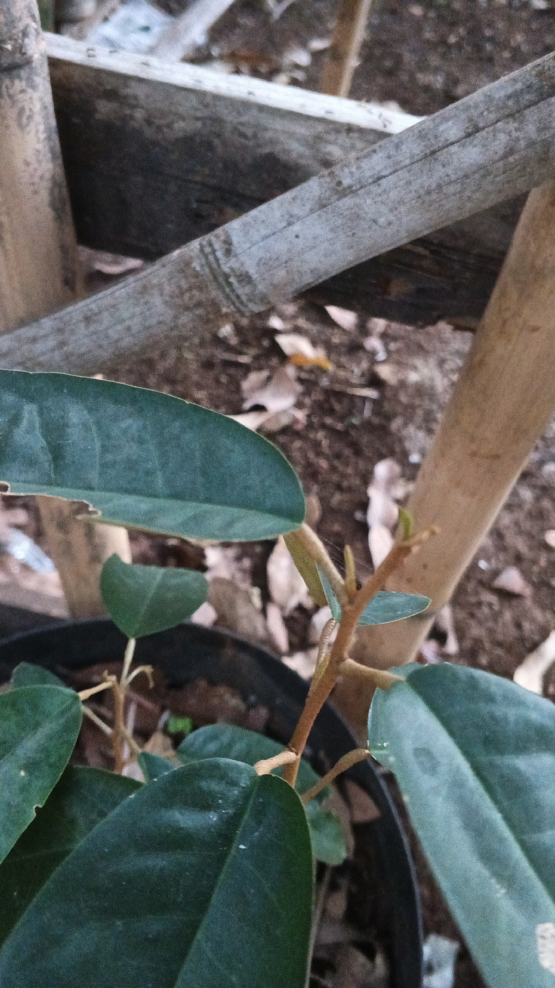 The image shows a close-up of a small durian plant seedling in a black plastic pot. The plant has several dark green leaves and a thin, reddish-brown stem with new growth at the tip. In the background, there are several bamboo poles and some dried leaves scattered on the ground, suggesting an outdoor environment. The lighting is natural and appears to be from overhead. The scene is likely located in Karangjati, Indonesia, a region known for its durian cultivation.