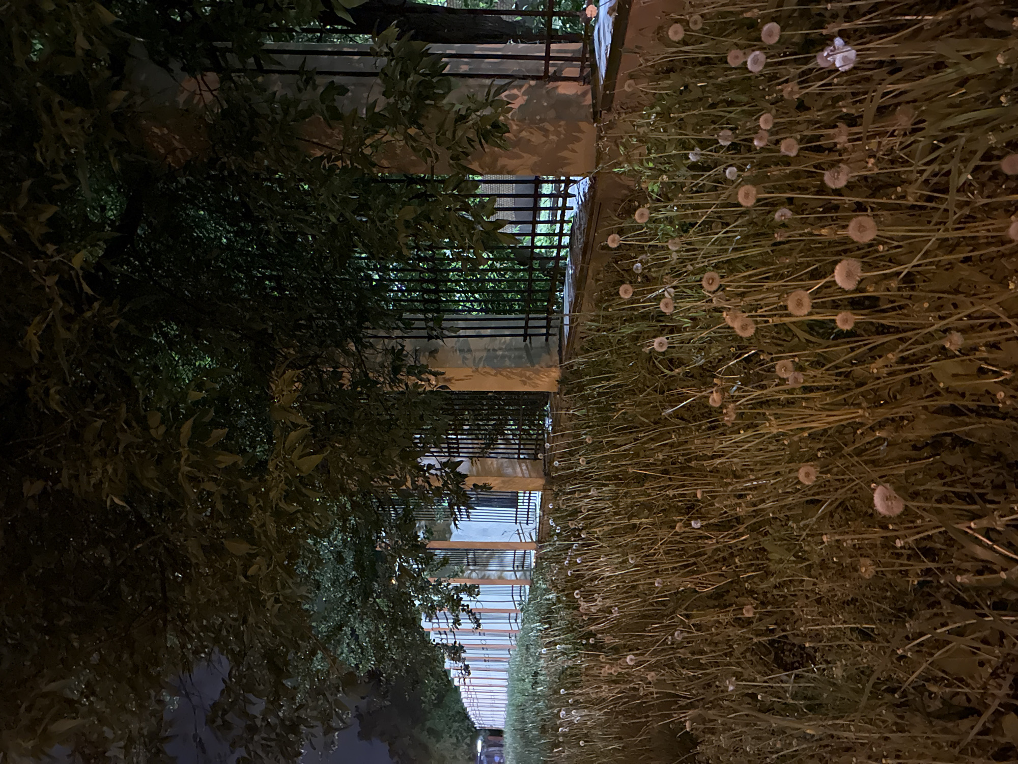 The image captures an outdoor nocturnal scene, likely in an urban or suburban setting within Moscow, Russia. The perspective appears to be slightly angled upwards, showcasing a pathway bordered by dense vegetation and a field of dandelions.
On the left side of the frame, a mass of dark green foliage from trees or bushes dominates, appearing dense and casting deep shadows. The leaves are somewhat discernible despite the low light.
Running horizontally through the midground is a paved pathway or concrete strip. To its right, a dark metal fence or railing acts as a barrier, featuring vertical bars and horizontal cross-members. Beyond this fence, there is a building or structure, parts of which are illuminated by artificial light, creating reflections on its surface and casting shadows.
The entire right side of the image is filled with a dense field of tall, dry, brownish-green grass. Numerous white, fluffy dandelion seed heads are scattered throughout this field, indicating they have gone to seed.
The scene is clearly set at night, characterized by low ambient light and the distinct presence of artificial illumination that highlights specific areas like the pathway, parts of the building, and the dandelion field, contrasting sharply with the shadowed foliage. There are no people or discernible text visible in the image.