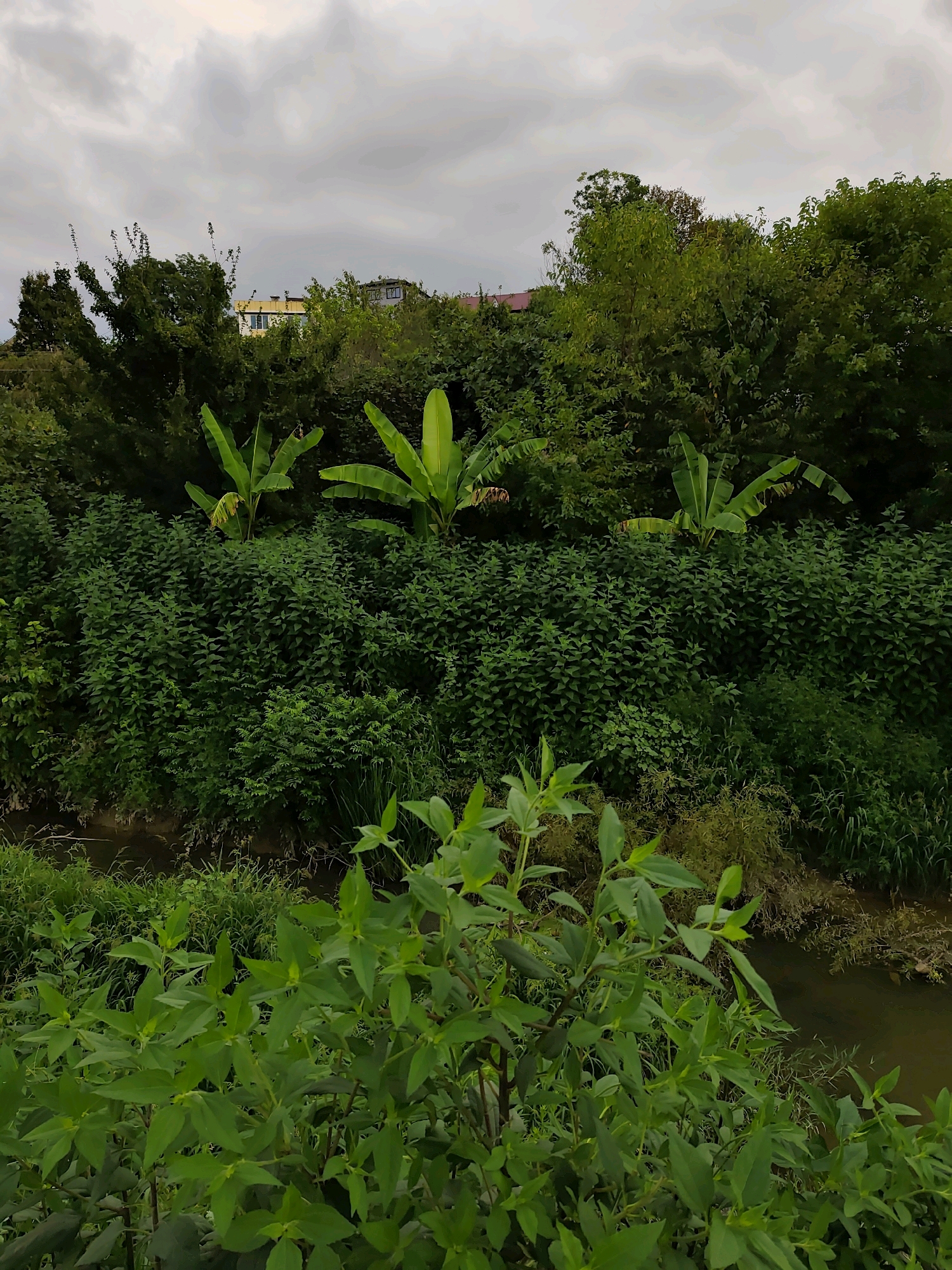 In Oryol-Izumrud, Russia, a lush, verdant landscape unfolds under a cloudy sky. A narrow, murky stream flows through the foreground, bordered by an abundance of dense green foliage. Towering trees form a natural canopy, with glimpses of residential buildings and yellow structures peeking through the dense vegetation in the distance. Several banana plants, with their characteristic large leaves, are interspersed among the greenery, adding a tropical touch to the scene. The overall impression is one of abundant nature, with human habitation subtly present amidst the wild growth.