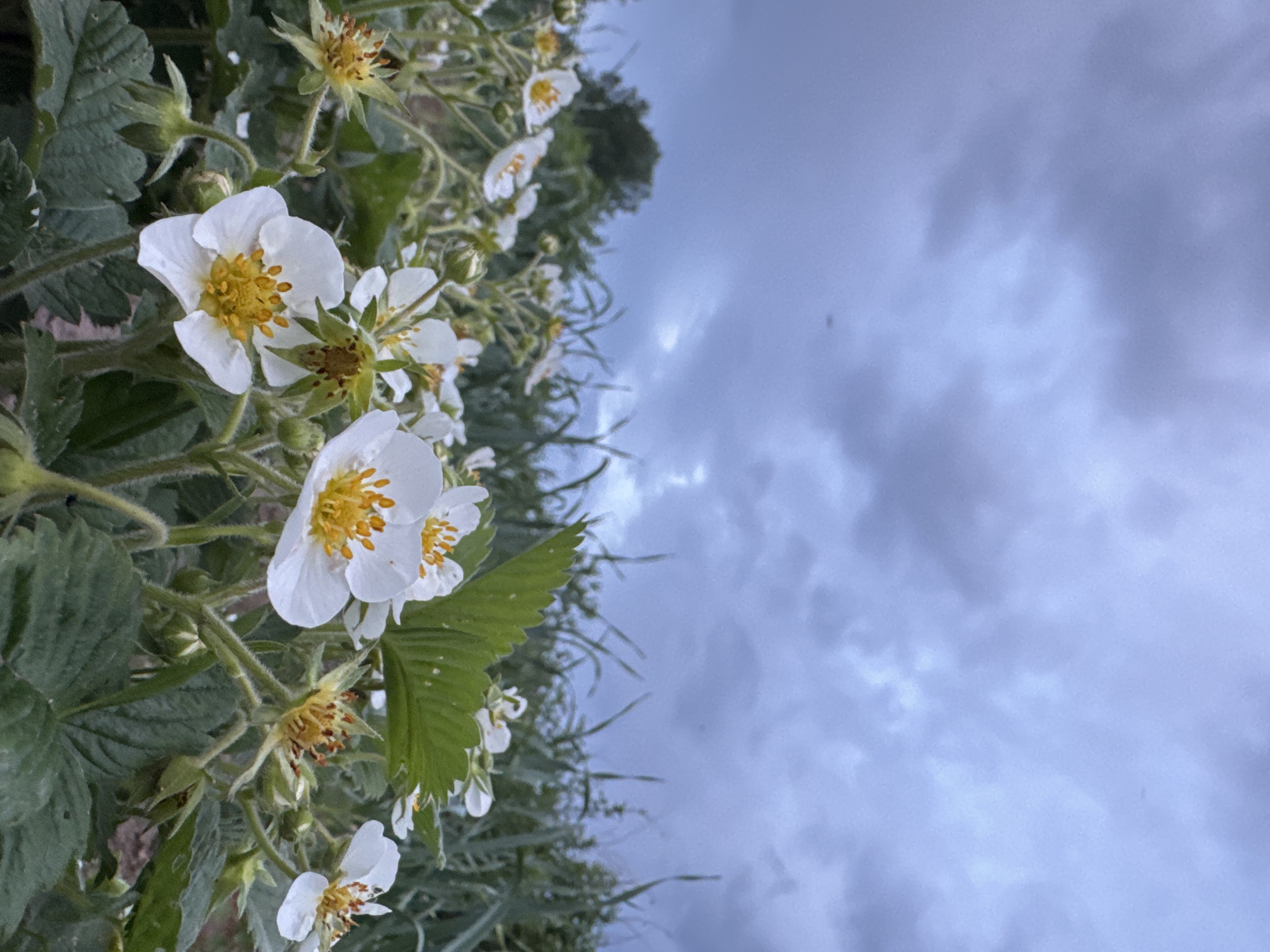 The image depicts a close-up view of strawberry plants in bloom against a cloudy sky. The plants, located in Nizhnyaya Gar', Russia, have white flowers with yellow centers and green leaves. The background shows an overcast sky with dark clouds.