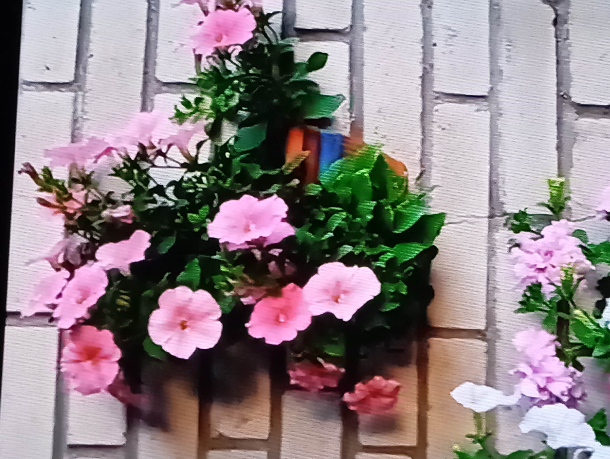 In a close-up shot, a hanging flower basket overflowing with vibrant pink petunias is mounted on a light-colored brick wall. The flowers, in various stages of bloom, display delicate petals and a central darker pink hue. Lush green foliage surrounds the blossoms, creating a natural and abundant arrangement. The brick wall, with its visible mortar lines, provides a textured backdrop for the colorful display. Below the main basket, a second cluster of lighter pink and white flowers, possibly sweet peas, cascades downwards, adding further depth and visual interest to the scene. A small, multi-colored pot, featuring bands of orange and blue, is partially visible nestled within the greenery of the main flower basket.