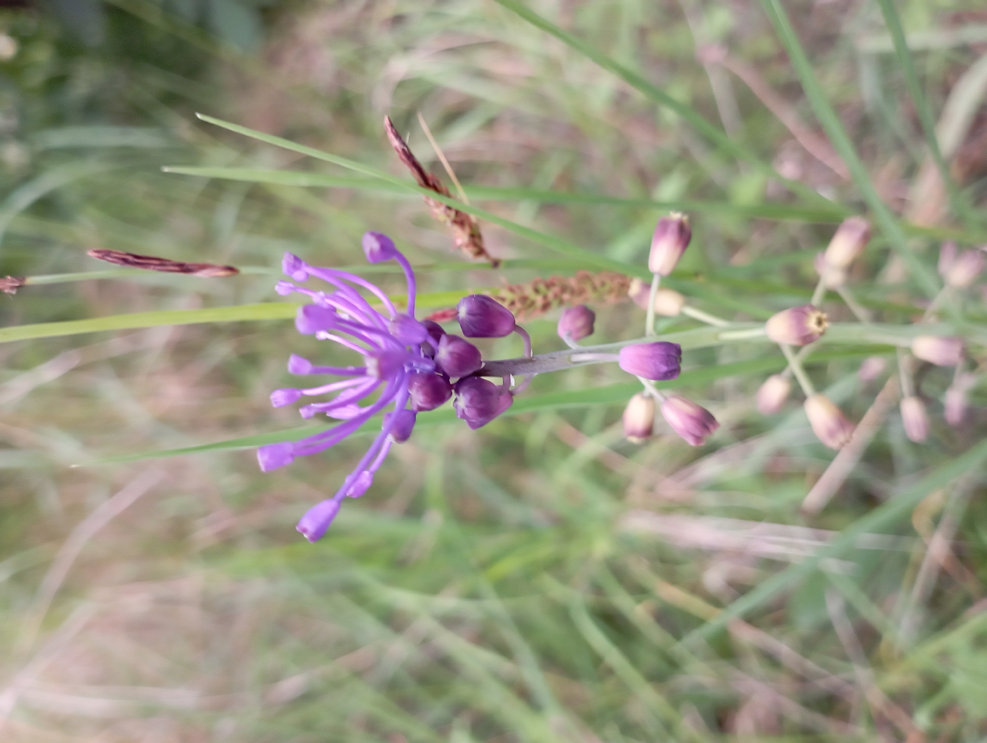 The image depicts a purple tassel hyacinth (Muscari comosum) in bloom, surrounded by blades of grass. Several unopened flower buds are also visible on the stem, in varying shades of purple. A seed head from another plant is present. The location is assumed to be in Dalaman, Turkey.