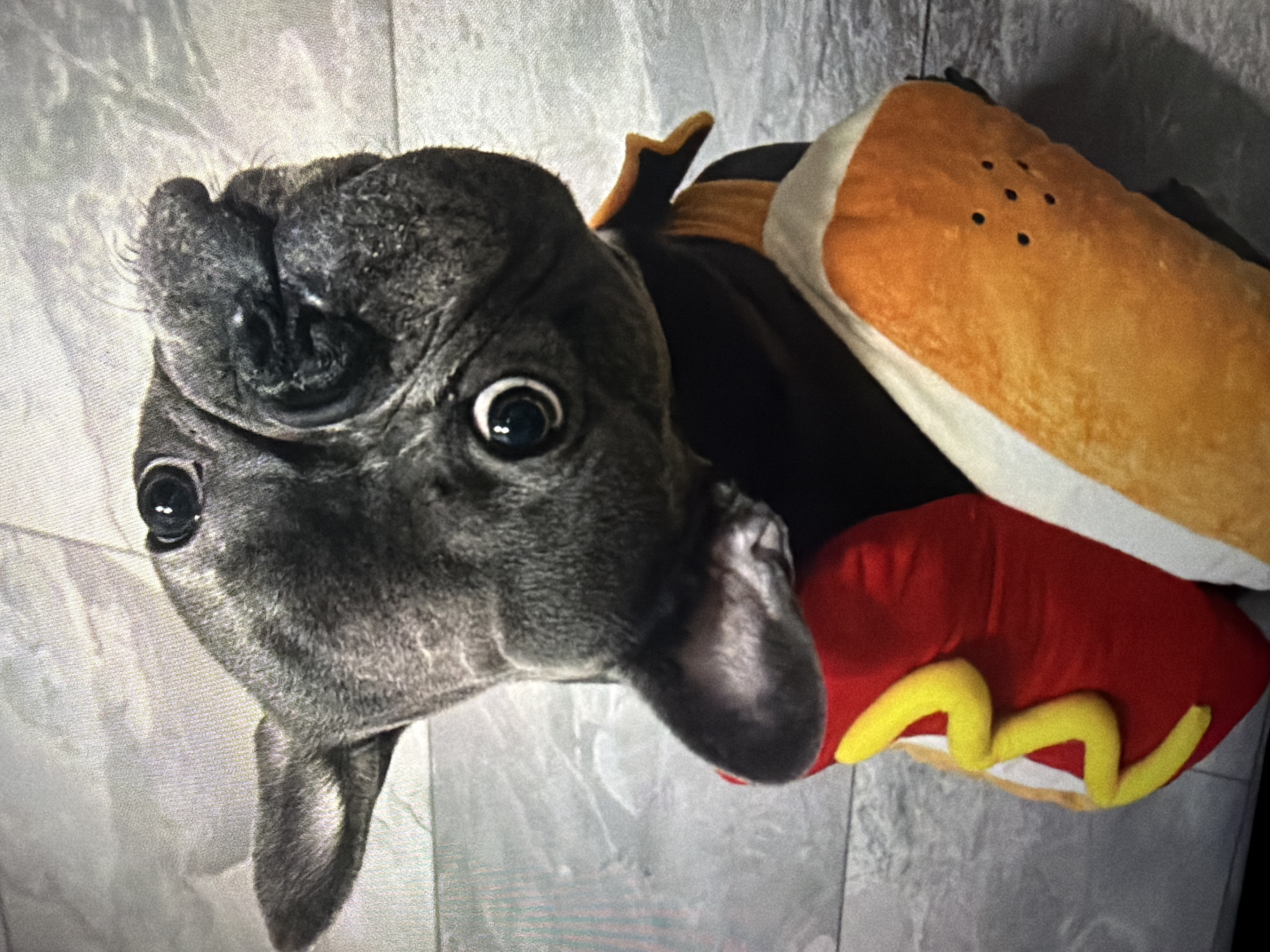 The image, originally rotated 90 degrees clockwise, captures a dark grey French Bulldog, or similar brachycephalic breed, wearing a novelty hot dog costume. The dog's head is the primary focus, featuring large, round, wide-set eyes that convey a surprised or curious expression. Its dark nose and facial wrinkles are clearly visible. The costume on its body is designed as a hot dog, with a light brown 'bun' encompassing a bright red 'sausage' component. Yellow zig-zag patterns, simulating mustard, are visible on the red 'sausage' part. The background is a simple, light grey surface with a subtle texture, consistent with an indoor setting. No text is visible in the image. The scene is located in Ruse, Bulgaria.