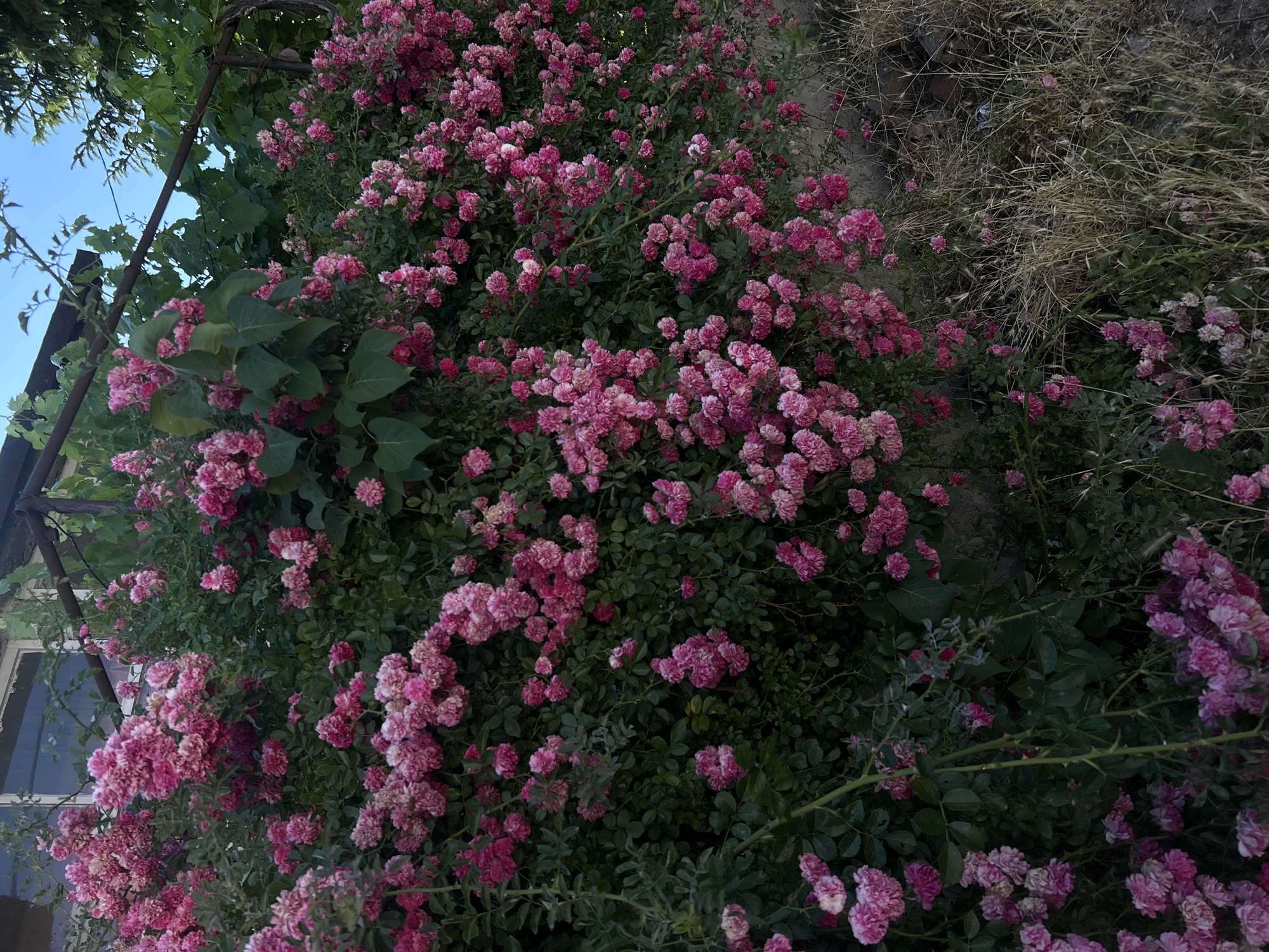 The image depicts a dense bush of small, pink roses cascading over a stone wall. The roses are clustered together, with many blossoms in various stages of bloom. The foliage is a deep green, providing a lush backdrop to the flowers. To the left, a portion of a window frame with peeling white paint is visible against a weathered wall, suggesting an older building. Above the roses, a metal structure, possibly a trellis or awning, is seen, with some green leaves of a vine climbing over it. In the background, a clear blue sky is visible. The lower right portion of the image shows dry, brown grasses and some stones, indicating an outdoor setting with a slightly neglected appearance. The overall scene evokes a sense of natural beauty and overgrown garden, possibly in a residential area. While the specific location in Vidin, Bulgaria, is not visually identifiable from the image itself, the provided context suggests this is a scene from that city. No people or animals are present in the image.