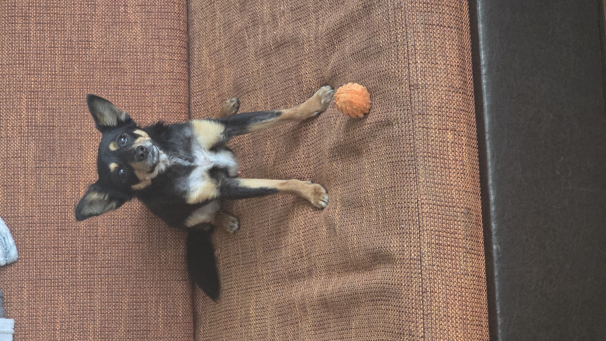 A small, tricolor dog, predominantly black with tan markings on its face, legs, and underside, and a patch of white on its chest, is the main subject of this indoor photograph. The dog, which appears to be a Chihuahua or a similar small breed, is lying on its back on a reddish-brown, textured fabric surface, likely a couch or armchair. Its front paws are extended towards the upper right, and its back legs are splayed outwards.
The dog looks directly up at the camera with a bright, alert gaze and perked ears, conveying a sense of curiosity or playfulness. Near one of its front paws, a small, fuzzy, orange ball toy rests on the fabric surface. To the far right of the image, a section of a darker, possibly black or dark brown, smooth material, resembling leather or pleather, is visible, suggesting an armrest or another part of the furniture. A small fragment of light-colored, possibly grey fabric is partially visible on the far left edge of the frame.
The lighting indicates a well-lit indoor environment, but the specific time of day is not discernible. The overall mood is relaxed and intimate, capturing a moment with the pet. This scene is located in Varna, Bulgaria. No text is visible in the image.