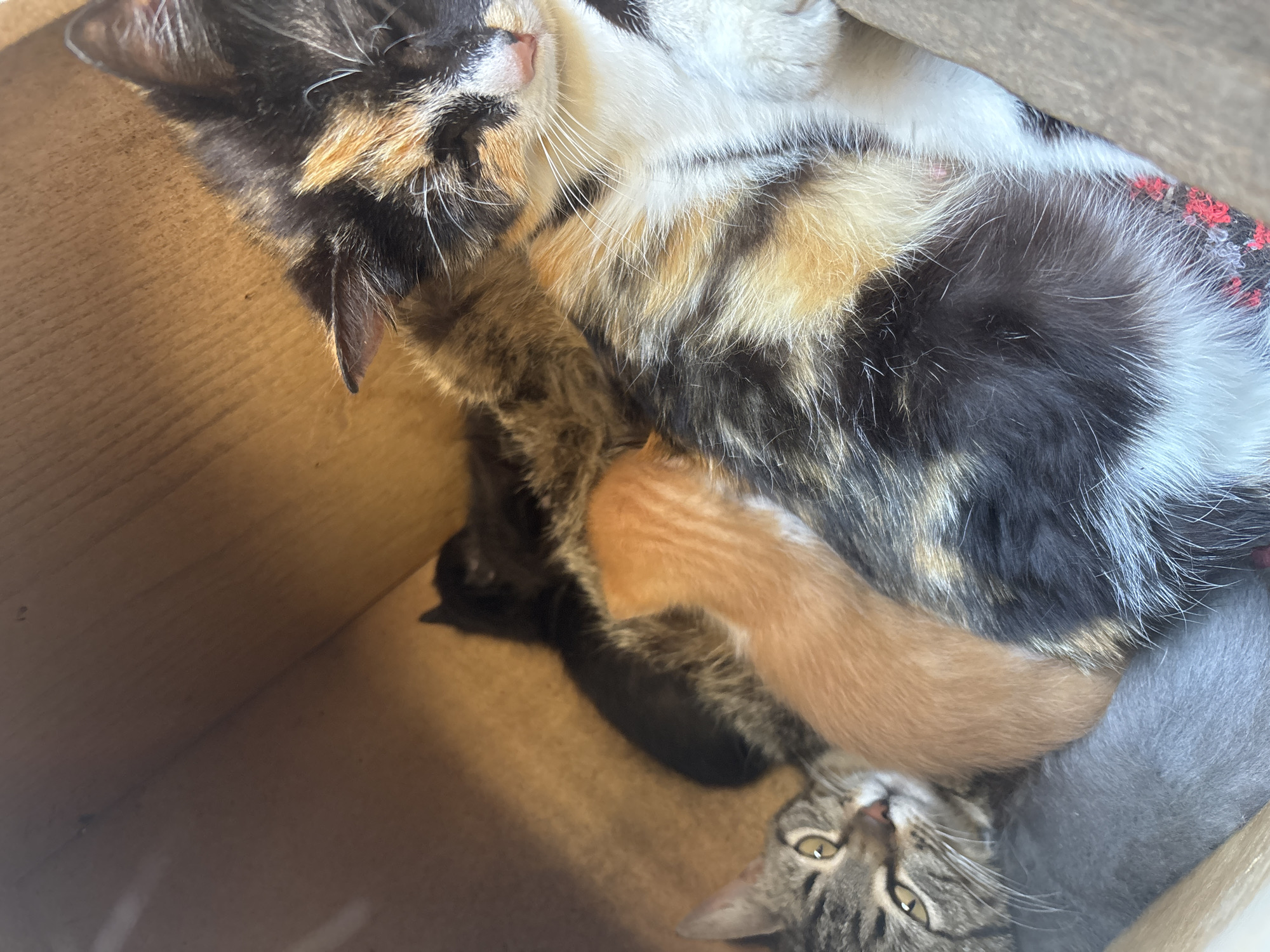 A photograph depicts a cardboard box interior containing a calico cat resting with several kittens. The kittens appear to be various colors, including orange, grey, and black. One tabby kitten is looking up at the camera. The location is given as Rogozen, Bulgaria.