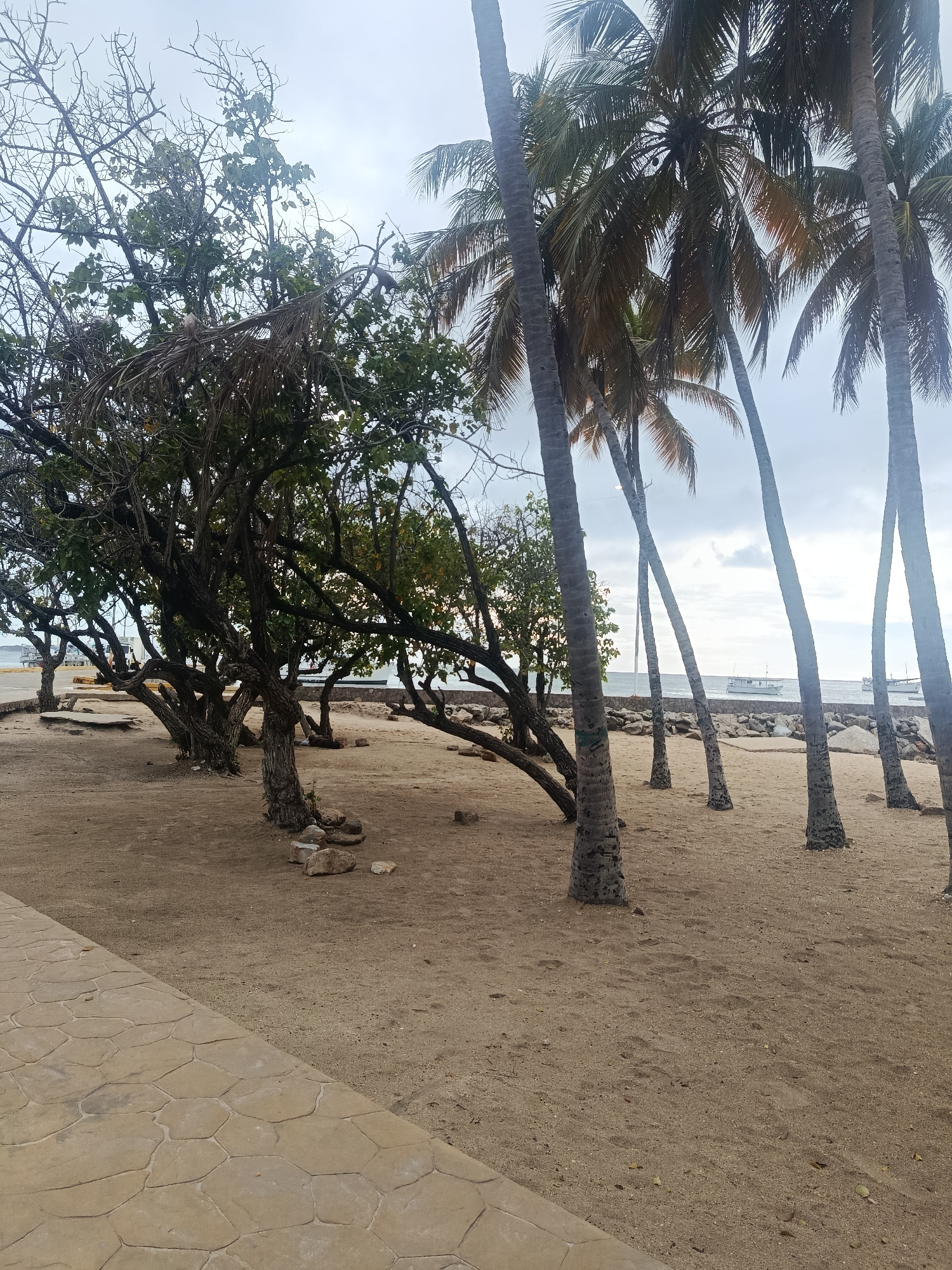 This media file captures a tranquil coastal scene in Juan Griego, Venezuela, on an overcast day. The foreground features a light brown, stamped concrete pathway with a hexagonal pattern, angling from the bottom left towards the middle ground. To the right of the pathway, the ground transitions to sandy soil, sparsely dotted with small rocks and some fallen leaves.
On the left side of the image, a dense cluster of deciduous trees with gnarled, multi-branched trunks and varying foliage shades—from lush green to sparse, bare branches—dominates the midground. Two light-colored birds are perched within these branches, and a dark-colored squirrel is also visible on a branch. To the right, several tall, slender palm trees with their characteristic fronds stand upright, some leaning slightly towards the sea, casting soft shadows on the sand. The ground beneath these trees is sandy and mostly clear.
Beyond the trees, the calm sea stretches into the background, with a rocky shoreline separating it from the sandy area. Several white boats are visible on the water, appearing to be anchored or moving slowly in the distance. The sky above is cloudy and uniformly light grey, indicating an overcast day without direct sunlight. There is no visible text in the image. The overall atmosphere is peaceful and natural, characteristic of a tropical or subtropical beach environment.