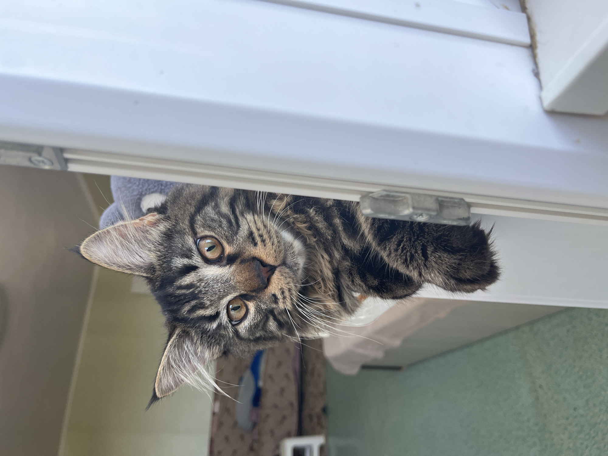 A close-up shot features a tabby cat peering around a white frame, its head and front paws visible. The cat's fur exhibits distinct dark and light brown stripes, with large, intelligent amber eyes looking directly at the camera. Its ears are pointed and alert, and prominent white whiskers fan out from its muzzle. The background is softly blurred, suggesting an indoor setting. To the left of the cat, a portion of a patterned sofa and a wall painted a muted yellow are visible. Below and to the left of the cat, a pale green floor and the edge of a beige surface can be seen. The cat appears to be in a room within a residential building in Komsomolskoye, Ukraine.