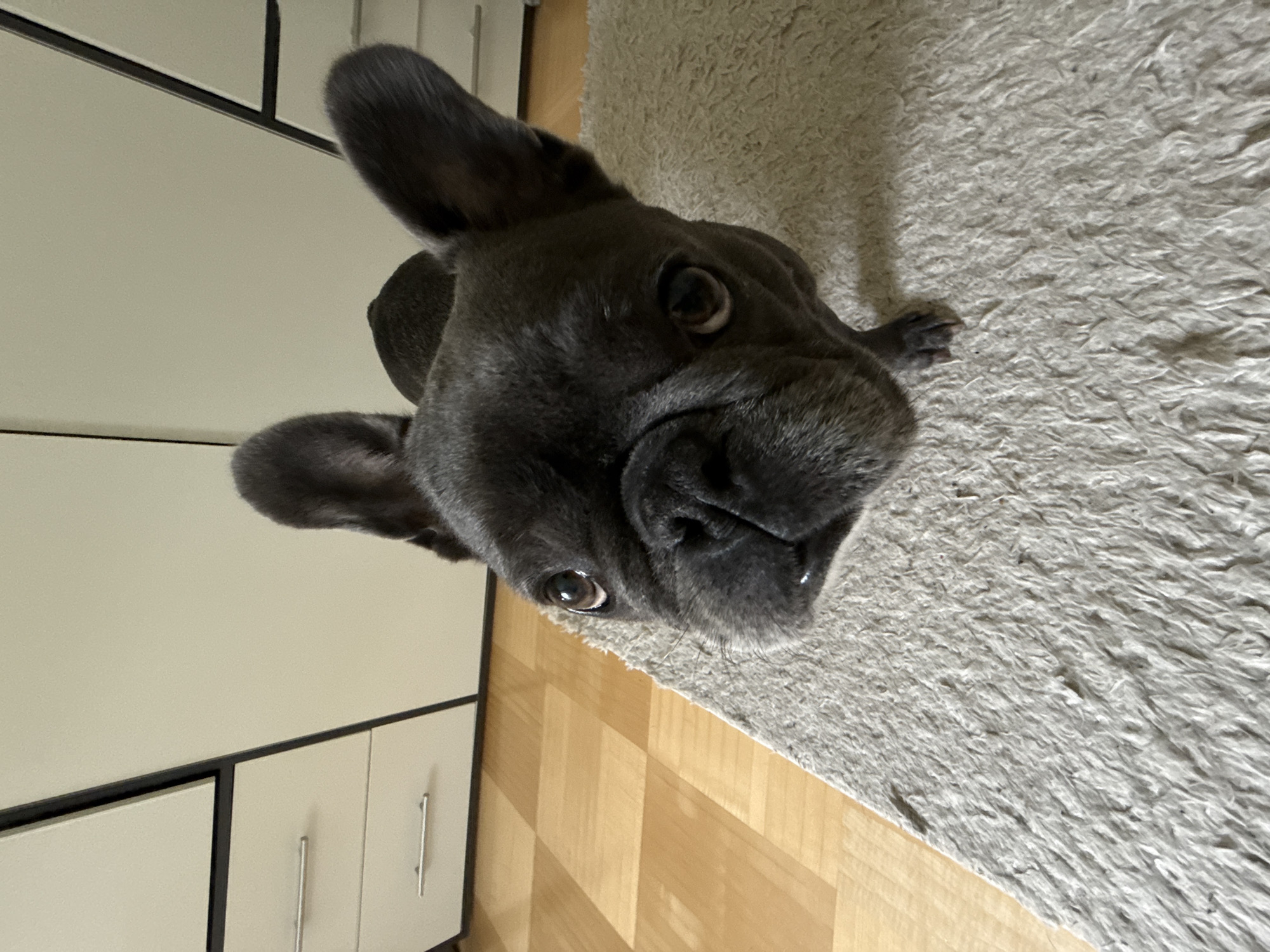 A French bulldog is captured in a close-up, eye-level shot, its head tilted upwards towards the camera. The dog has dark grey fur and large, erect ears. Its snout is wrinkled, and its eyes are dark and curious. The dog is positioned on a textured, light-colored rug. In the background, to the left, a portion of a white cabinet with silver handles is visible, and beyond that, a wooden floor with a checkered pattern. To the right and top, more of the light-colored cabinet and a dark diagonal line are present. The scene appears to be indoors, likely in a residential setting in Bad Sachsa, Germany, given the context.