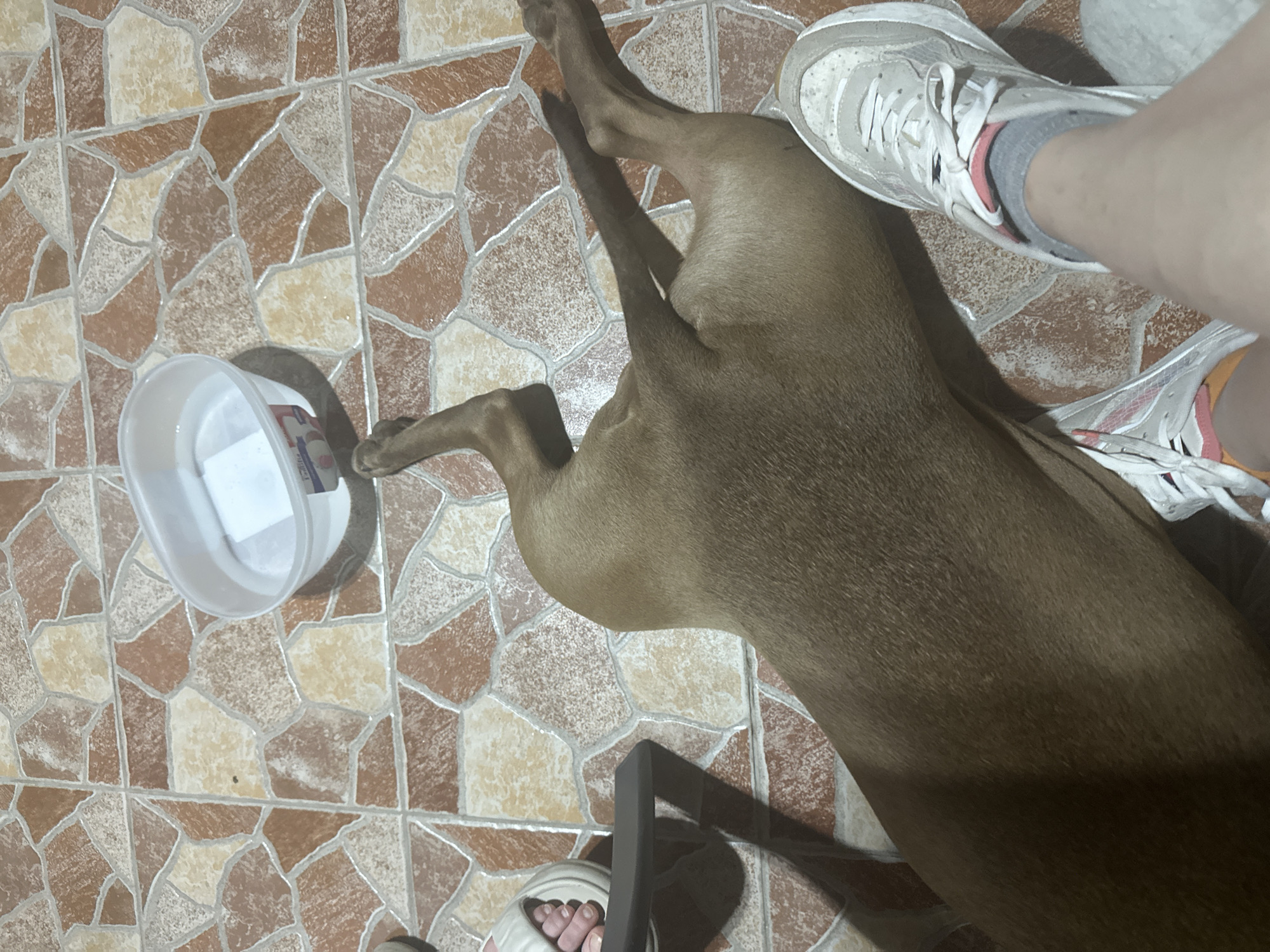 The image depicts a close-up, overhead view of a dog lying on a patterned tile floor. The dog is a medium-sized, brown dog, lying on its side with its legs extended. A white plastic container with water is visible in the upper right quadrant of the image. In the lower right, a person's legs are visible, wearing white sneakers with pink accents and gray socks. To the left of the dog, another person's feet are visible, wearing white sandals. The floor is made of interlocking hexagonal and irregular-shaped tiles in shades of brown, beige, and terracotta. The lighting suggests an indoor setting, possibly a home. The scene is static, with no overt actions taking place. The location is specified as Malevo, Bulgaria.