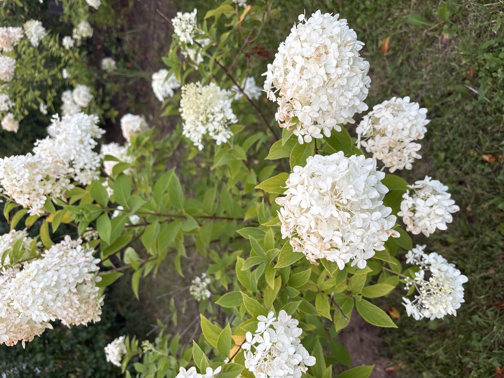 A close-up shot of a panicle hydrangea bush with numerous white flower clusters. The flowers are dense and conical, with some starting to show a blush of pink and brown at the tips. The leaves are a vibrant green, with some displaying a yellowing hue, suggesting the approach of autumn. The bush is situated in a garden setting, with visible green grass and fallen leaves on the ground. The background is softly blurred, showing more hydrangeas and dark green foliage, possibly trees. The image is taken outdoors during daylight hours. The specific location in Zvenigorod, Russia, cannot be determined from the visual information present in the image.