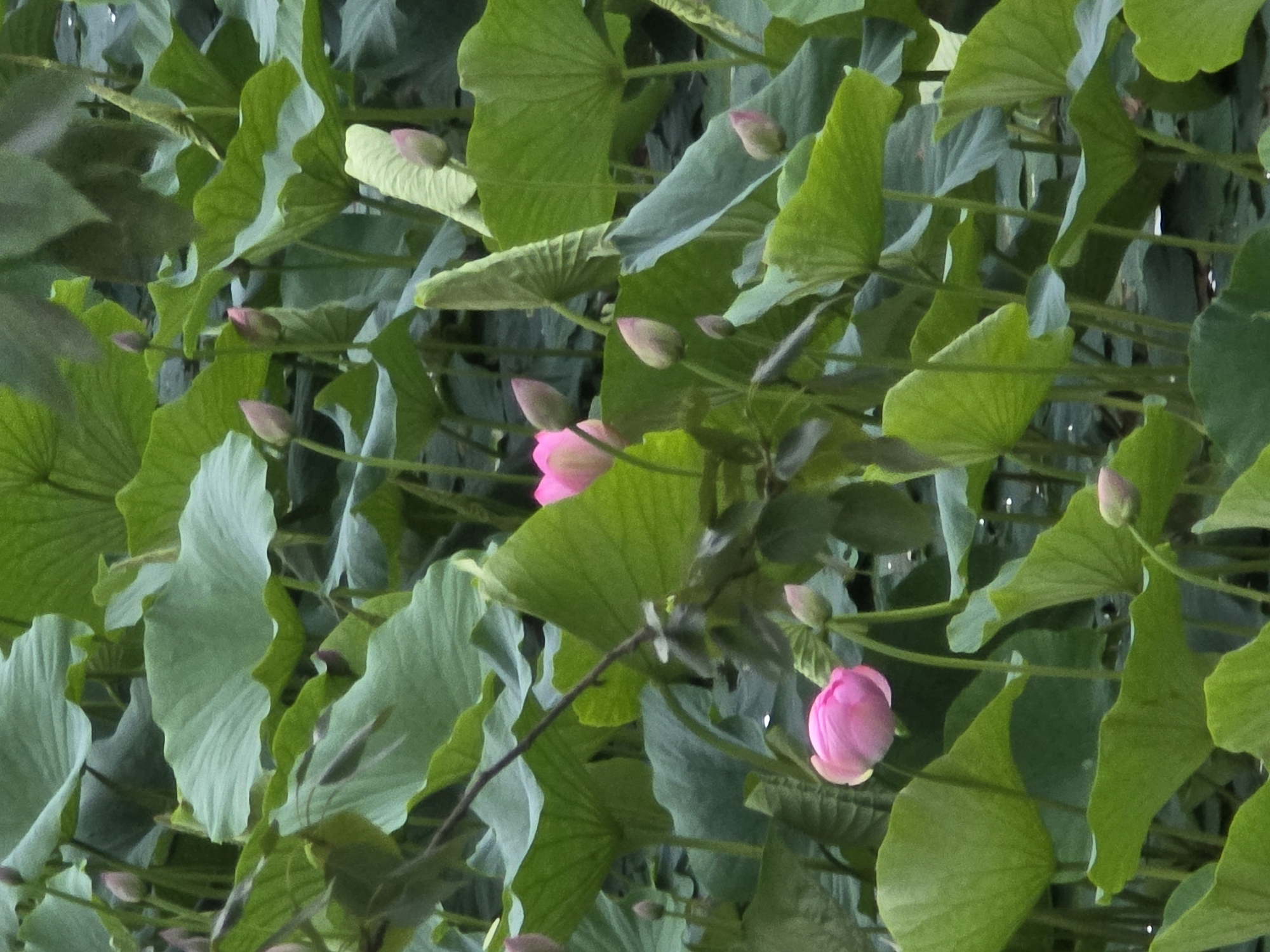 The image shows a dense cluster of lotus plants with several pink buds and one open pink lotus flower. The plants are in various stages of growth, with large green leaves and slender stems. The environment appears to be a body of water, likely a pond or lake, given the aquatic nature of lotus plants. The lighting suggests an overcast or shaded day. The scene is located in the city of Progress, Russia. There are no people or animals visible in the image, and no actions or interactions are depicted. The focus is solely on the botanical elements of the lotus pond.
