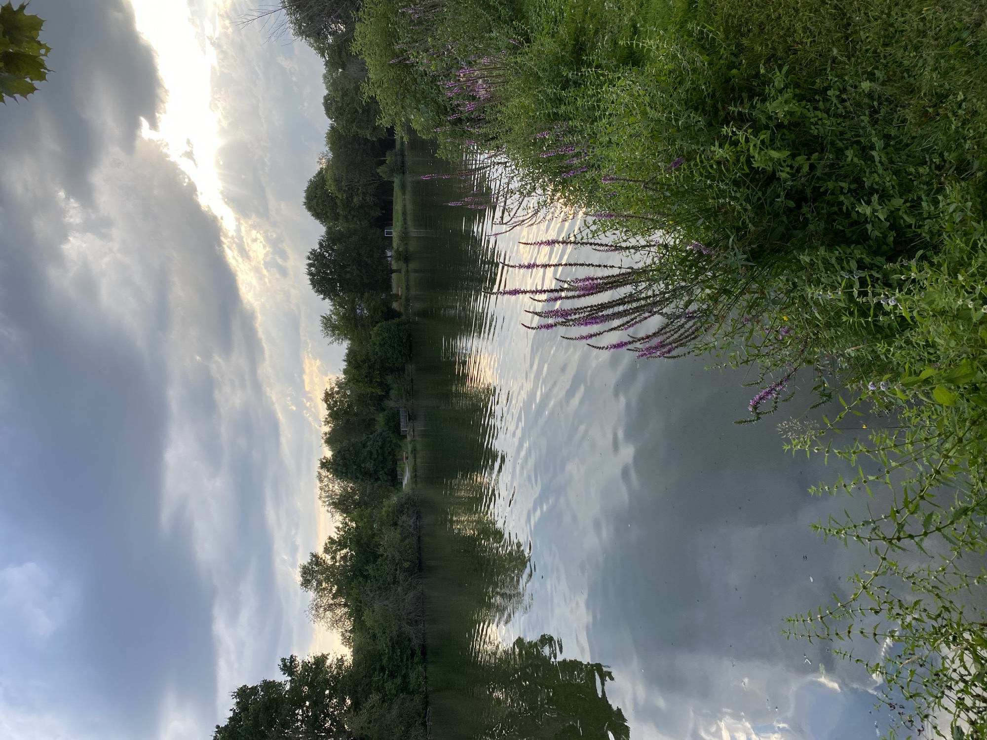 The image depicts a serene waterscape at dusk in Urbach, Germany. A calm lake occupies the foreground, reflecting the cloudy sky and surrounding trees. Along the right bank, lush green vegetation and clusters of purple flowers flourish. The distant treeline is dense and varied, with some trees reaching higher than others. The sky is dramatic, with heavy clouds broken by shafts of sunlight. The scene suggests a natural park or recreational area, possibly a pond or small lake, given the presence of benches and a small wooden structure visible across the water. There are no people or animals visible in the frame.