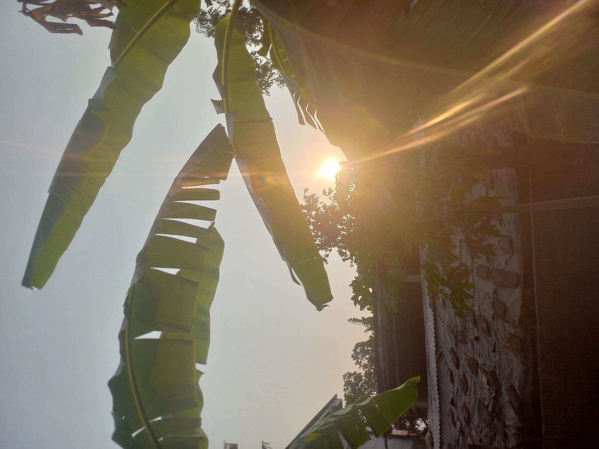 The image depicts a close-up view of large green banana leaves silhouetted against a bright, hazy sky at sunset. The sun's rays are visible, creating a lens flare effect that stretches across the scene. In the background, partially obscured by the leaves and the sun's glare, are the rooftops of buildings with corrugated metal and what appears to be a tarp-covered structure. Trees and foliage are also visible, suggesting an outdoor, possibly semi-urban or rural environment in Gabusbanaran, Indonesia. The lighting indicates late afternoon or early evening. There are no people or animals visible in the frame.