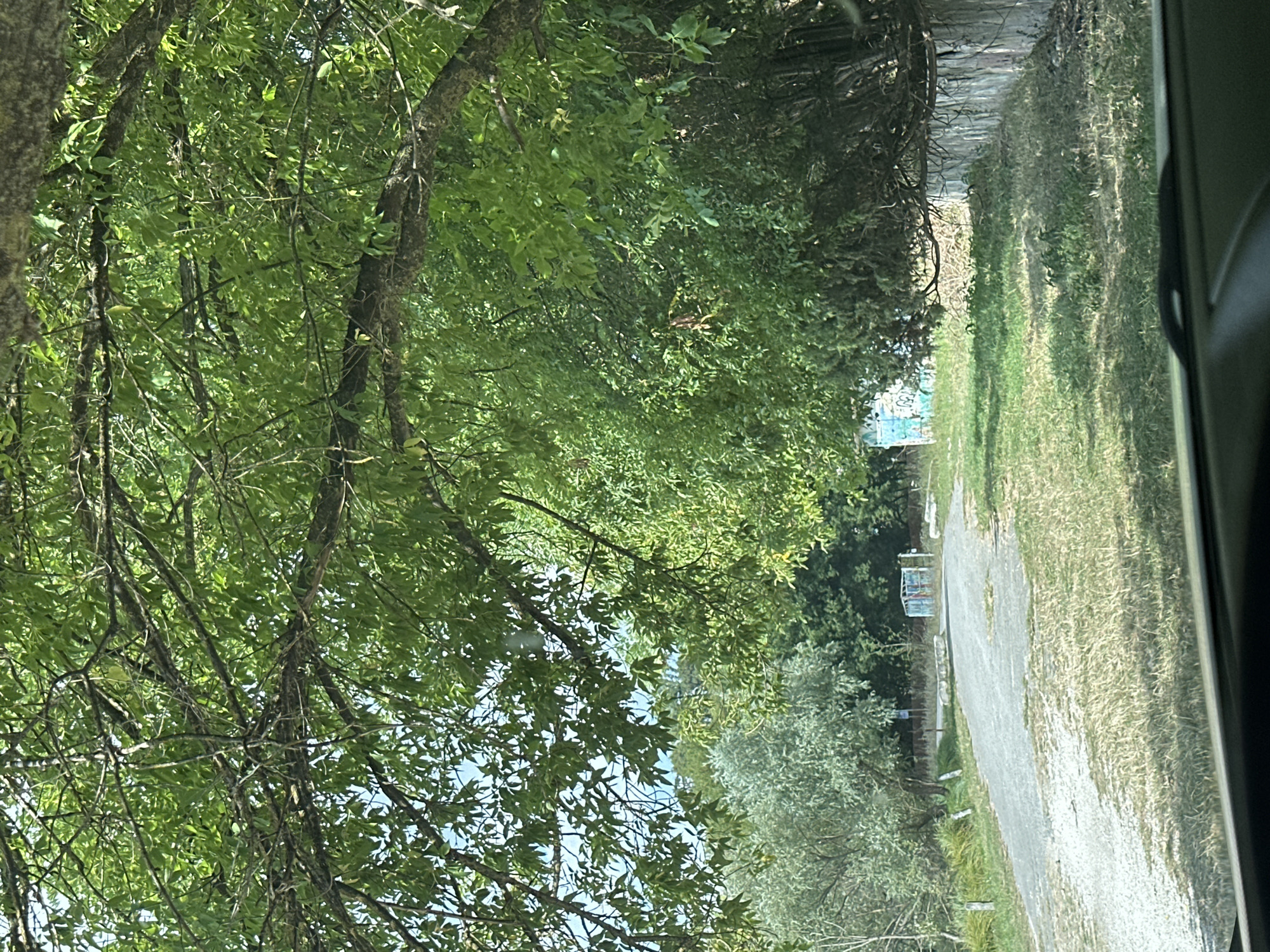This image depicts a rural road scene in Makiv, Ukraine, on a clear day, likely during summer or late spring given the lush greenery. A dirt or gravel road curves into the distance, lined by dense foliage and trees. A large tree with a thick, gnarled branch overhangs the road from the right, its leaves creating a dappled shade. On the left side of the road, a lighter-colored, bushy tree with silvery-green leaves stands out against the darker green of other trees. In the distance, a small, weathered, multi-colored structure, possibly a shed or small building, is visible on the right side of the road, adorned with graffiti. A low, rough stone or concrete barrier runs along the edge of the road on the right, partially obscured by grass. The foreground shows the dashboard of a vehicle, indicating the image was taken from inside a car. The overall impression is of a quiet, somewhat overgrown, and abandoned or infrequently used area on the outskirts of a settlement.