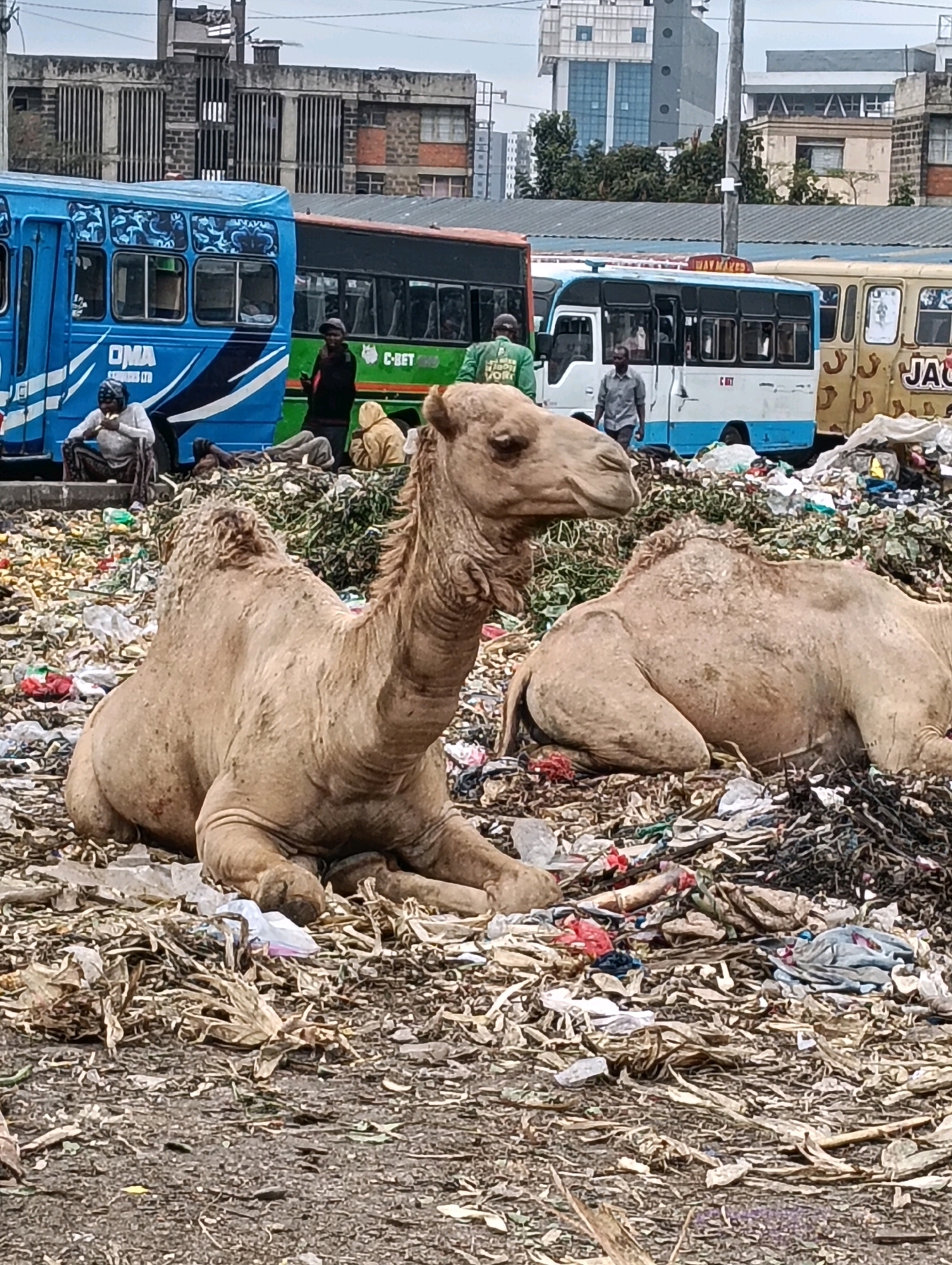 Two camels are resting in a large pile of garbage in what appears to be a commercial district of Nairobi, Kenya. The camel in the foreground is facing left and its body is fully visible. The second camel is lying down in the background, facing away from the camera. Several people are visible in the background, some standing and some sitting near a blue bus and a green bus. The ground is covered in trash, including plastic bags, wrappers, and debris. Buildings and other buses are visible in the background, suggesting an urban environment. The sky is overcast.