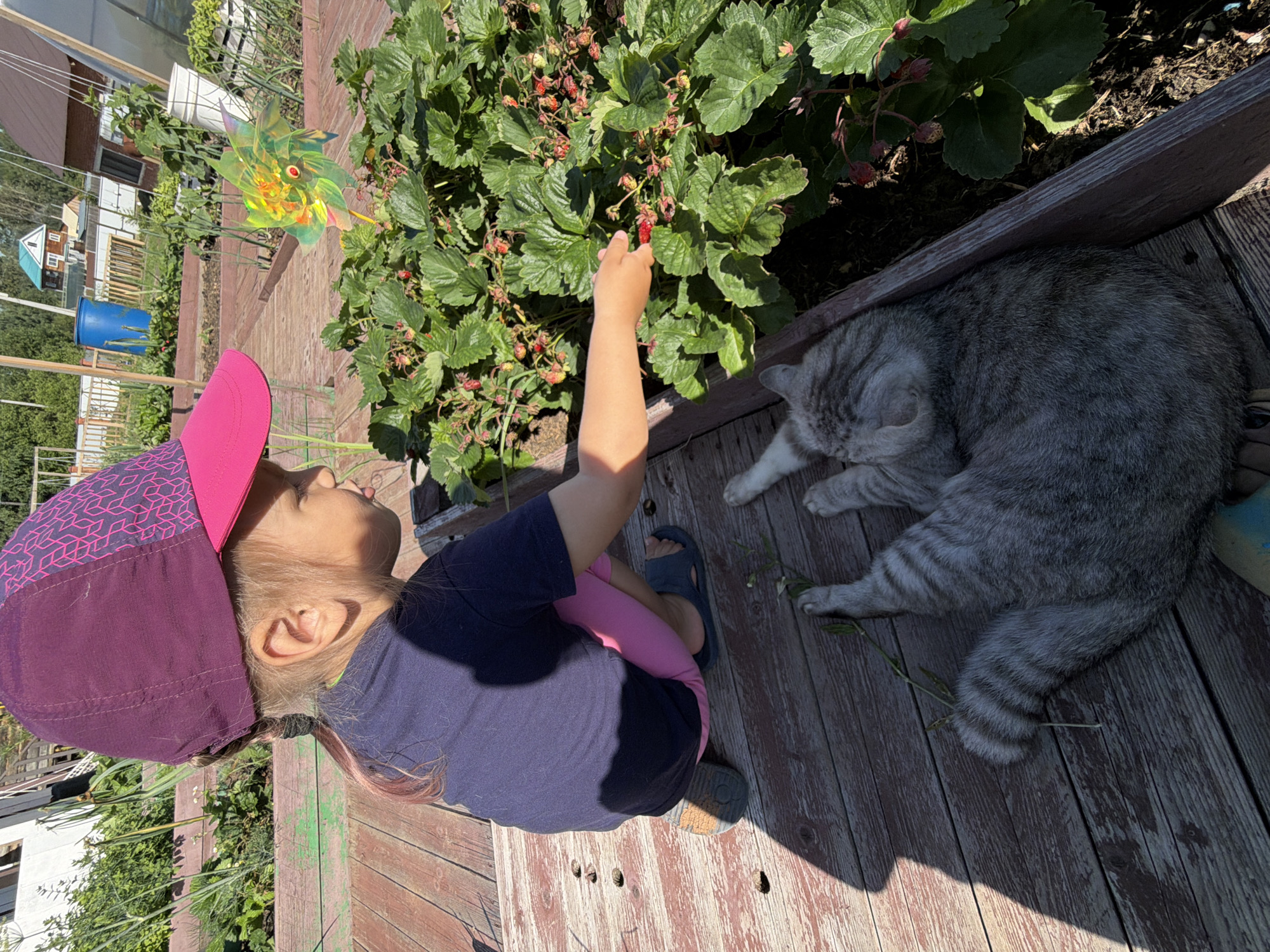 A young child wearing a purple and pink hat and a dark blue shirt is picking strawberries from a garden bed. A grey tabby cat is lying on the wooden planks next to the garden. The scene appears to be a backyard or garden area in Chaikovsky, Russia, with houses and fencing visible in the background. The sun is shining, casting shadows on the wooden planks.
