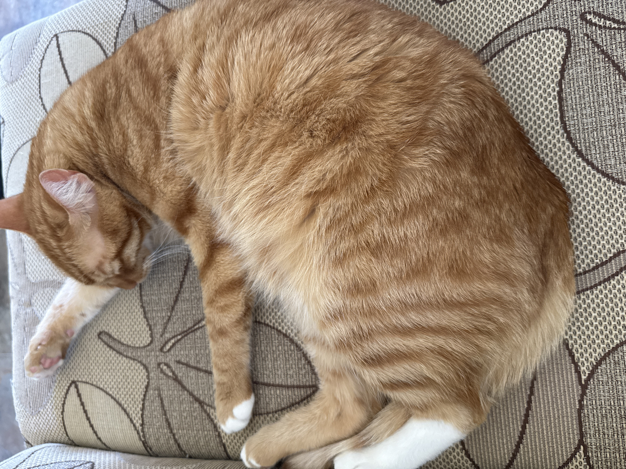 An overhead shot captures a ginger tabby cat curled up and sleeping peacefully on a patterned upholstered chair or cushion. The cat's fur is predominantly orange with distinctive darker stripes, characteristic of a tabby, and patches of white fur are visible on its paws and lower legs. It is positioned in a tight 'C' shape, with its head tucked downwards and away from the viewer, obscuring most of its face. One ear is partially visible, and the pink paw pads on its front left paw can be seen.
The cat rests on a light beige or off-white fabric surface that features a recurring abstract pattern in dark brown, resembling stylized leaves or organic shapes. The fabric itself has a textured, woven appearance. The lighting suggests it is daytime. The overall scene conveys a sense of comfort and tranquility. This scene is located in Vratsa, Bulgaria. There is no visible text in the image.