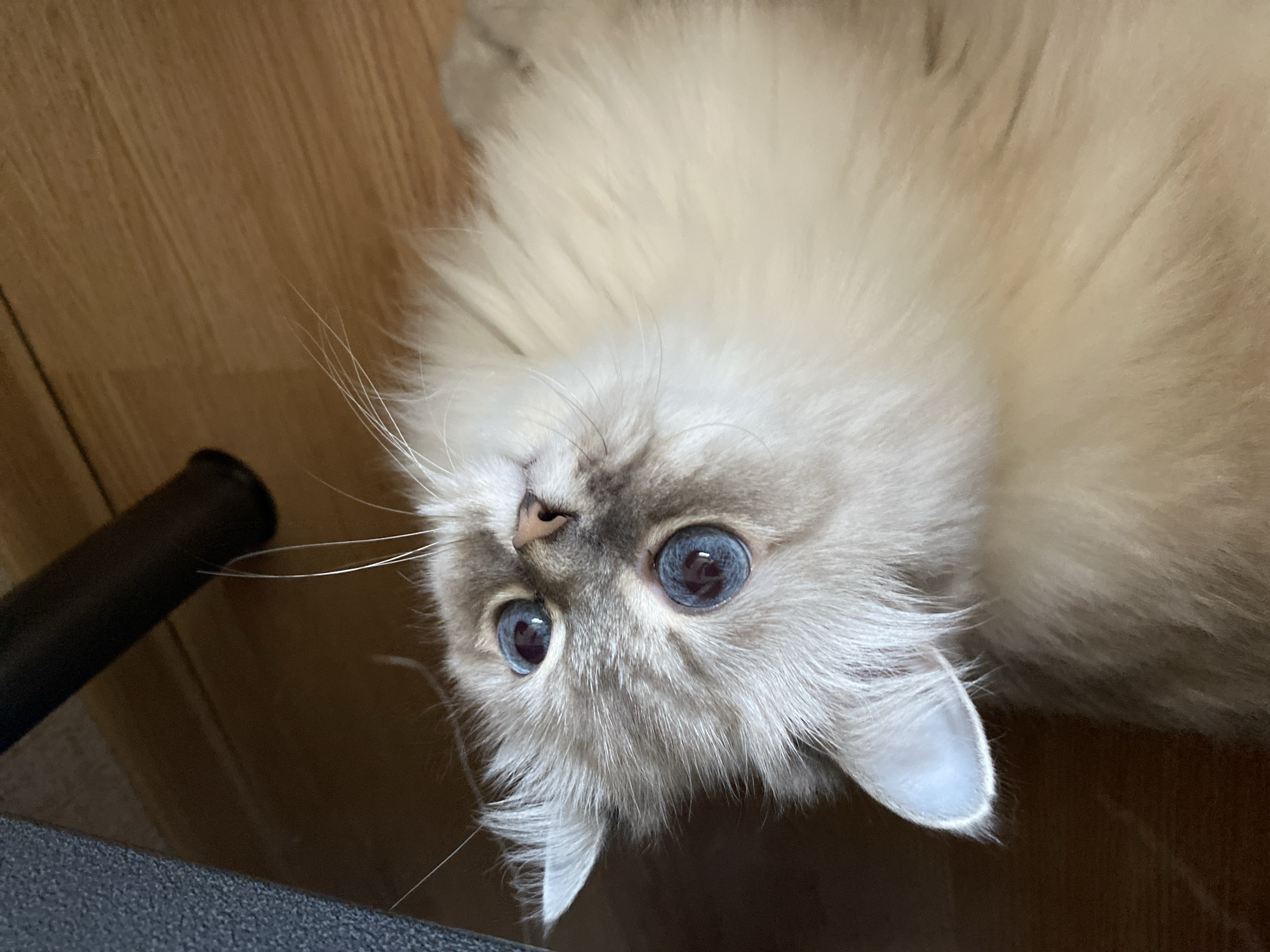 An indoor close-up shot shows a fluffy cat with striking blue eyes looking upwards. The cat has light-colored fur with subtle grey markings on its face and ears. Its whiskers are long and delicate. The background appears to be a wooden floor with some indistinct dark objects, possibly furniture, in the upper right corner. There is no information about the city of Chaikovsky, Russia, or any indication of its location within that city.