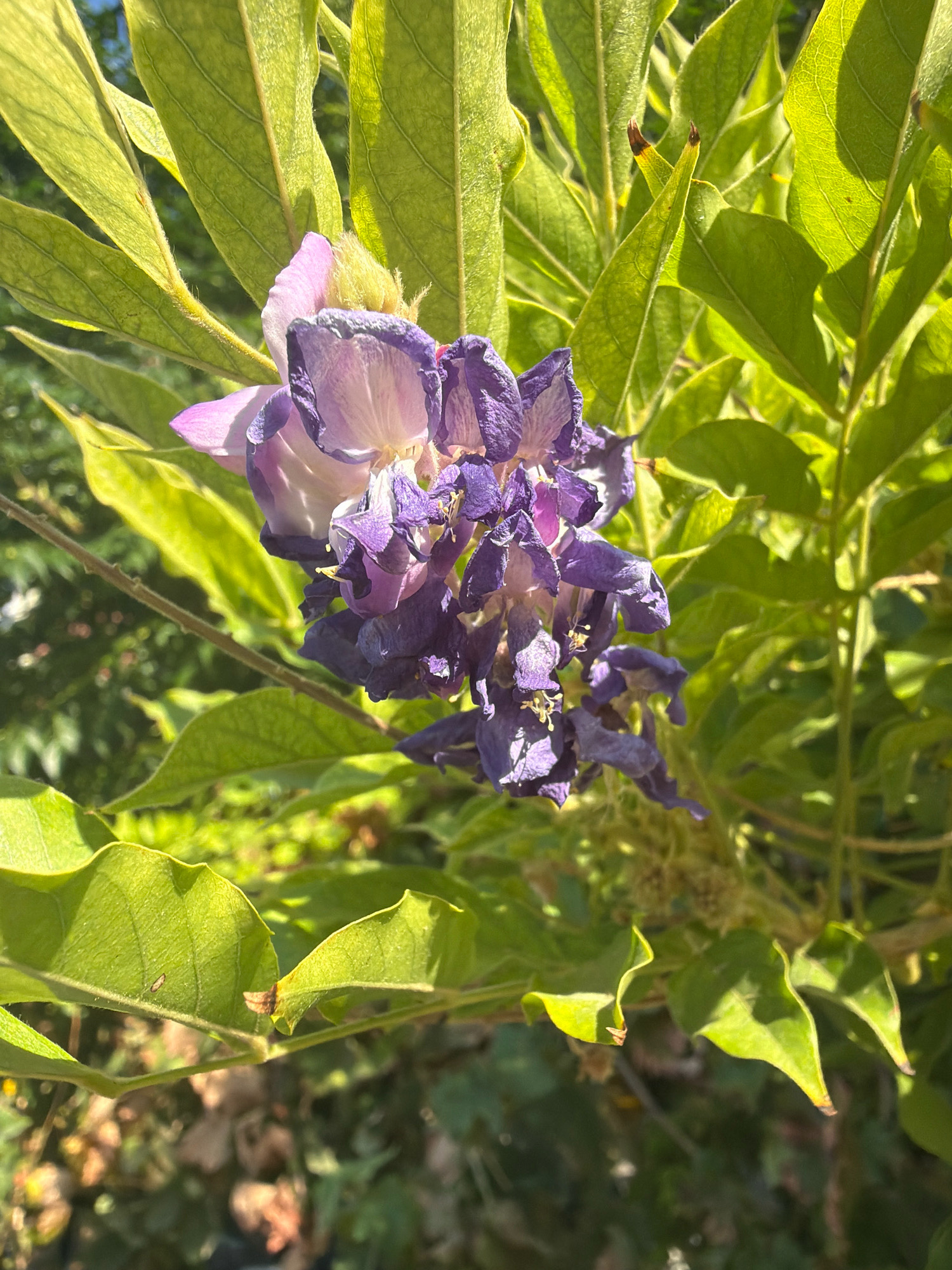 A close-up, eye-level shot captures a cluster of wilting purple and pink flowers against a backdrop of bright green leaves. The flowers are clustered together, with some petals appearing delicate and almost translucent, while others are dried and crumpled. The leaves are elongated with visible veins, and some edges show signs of browning. The lighting suggests it is daytime, with sunlight illuminating the scene and creating shadows on the foliage. The background is blurred, indicating a shallow depth of field, with hints of other green foliage and possibly distant objects. There are no people or animals visible in the frame. The image appears to be taken outdoors in a natural setting, possibly a garden or a park, with the general impression of a sunny day. The location of Antalya, Turkey, is not explicitly represented in the visual elements of the photograph.