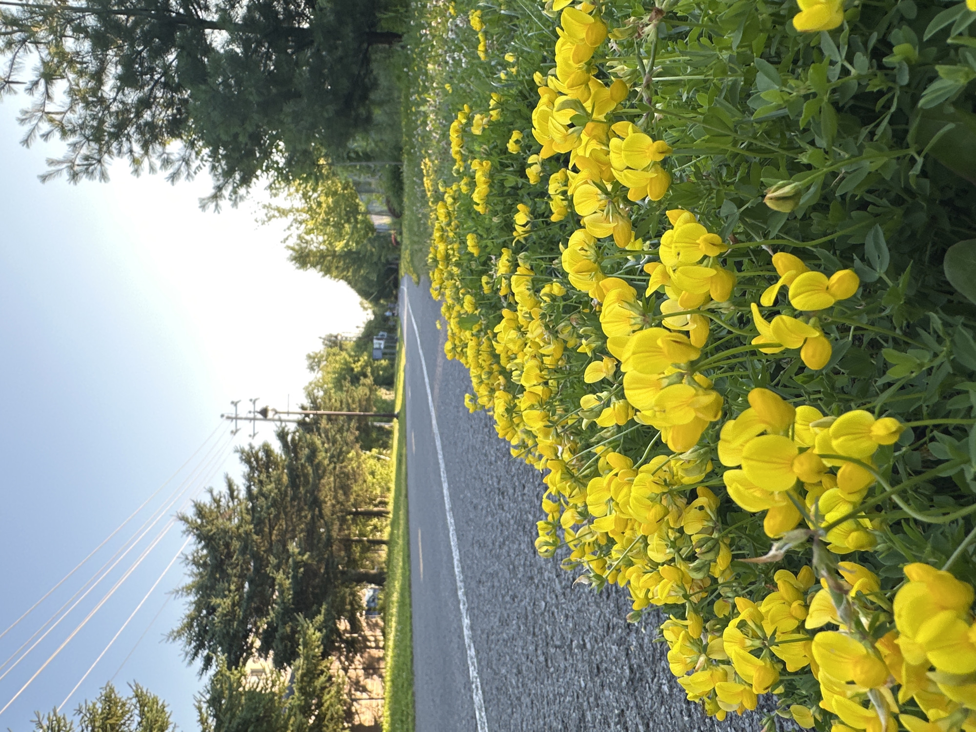 A low-angle, close-up shot shows a vibrant carpet of bright yellow flowers lining the edge of a paved road. The road, marked with a white line, curves gently into the distance, flanked by a grassy verge and mature evergreen trees. Power lines crisscross the clear, bright blue sky above, with the sun casting a warm glow. In the background, buildings and more trees are visible, suggesting a suburban or park-like setting. No people are visible in the frame.