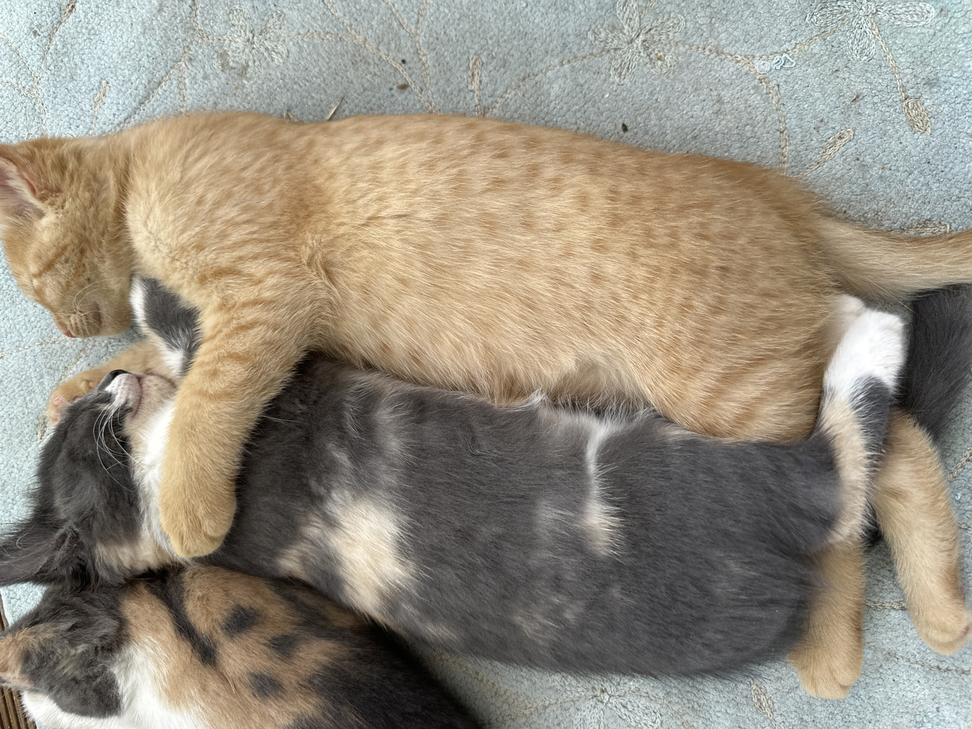 The image shows a close-up, overhead view of three kittens sleeping together on a light blue, textured surface. Two kittens are prominently featured, with an orange kitten embracing a grey and white calico kitten. Their bodies are intertwined in a sleeping embrace. A third calico kitten, mostly out of frame, is partially visible to the left. The kittens appear to be indoors, on a rug or carpet. There is no indication of the city of Vilnius, Lithuania, or any urban environment. The focus is solely on the sleeping kittens and their immediate surroundings.