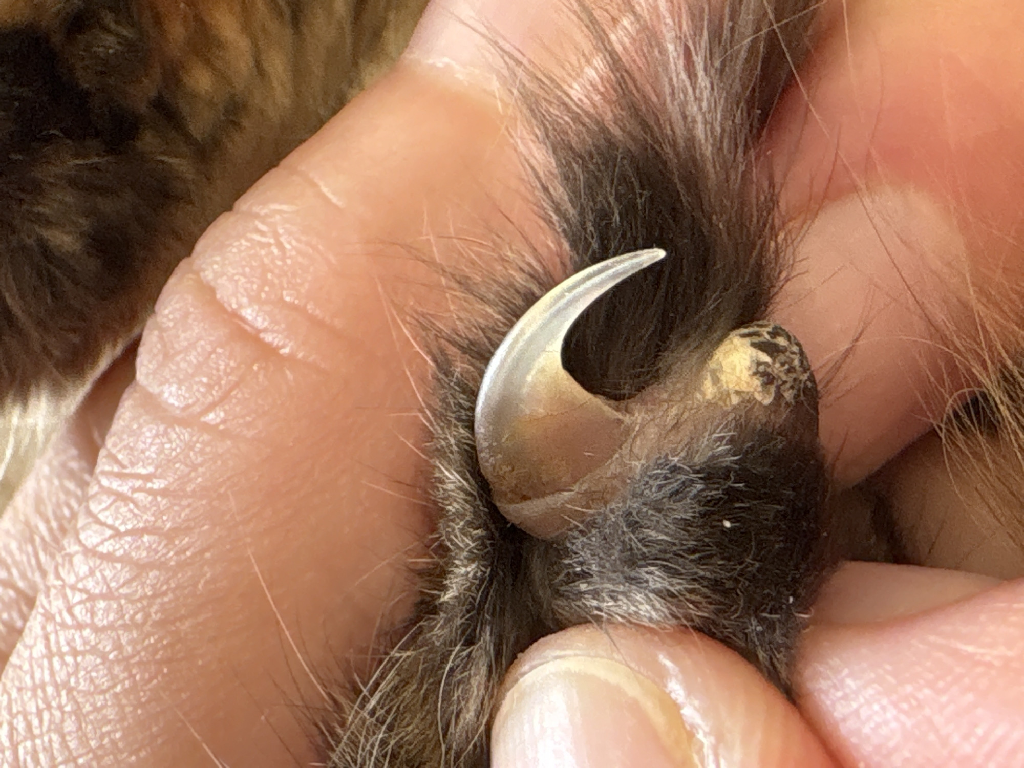 A close-up shot shows a person's fingers holding a cat's paw. The cat's claw is visible, appearing long and curved. The fur surrounding the claw is brown and dark grey. The person's fingers are pinkish and appear slightly wrinkled. The background is blurry, suggesting a close proximity to the subject. The location is not discernible.