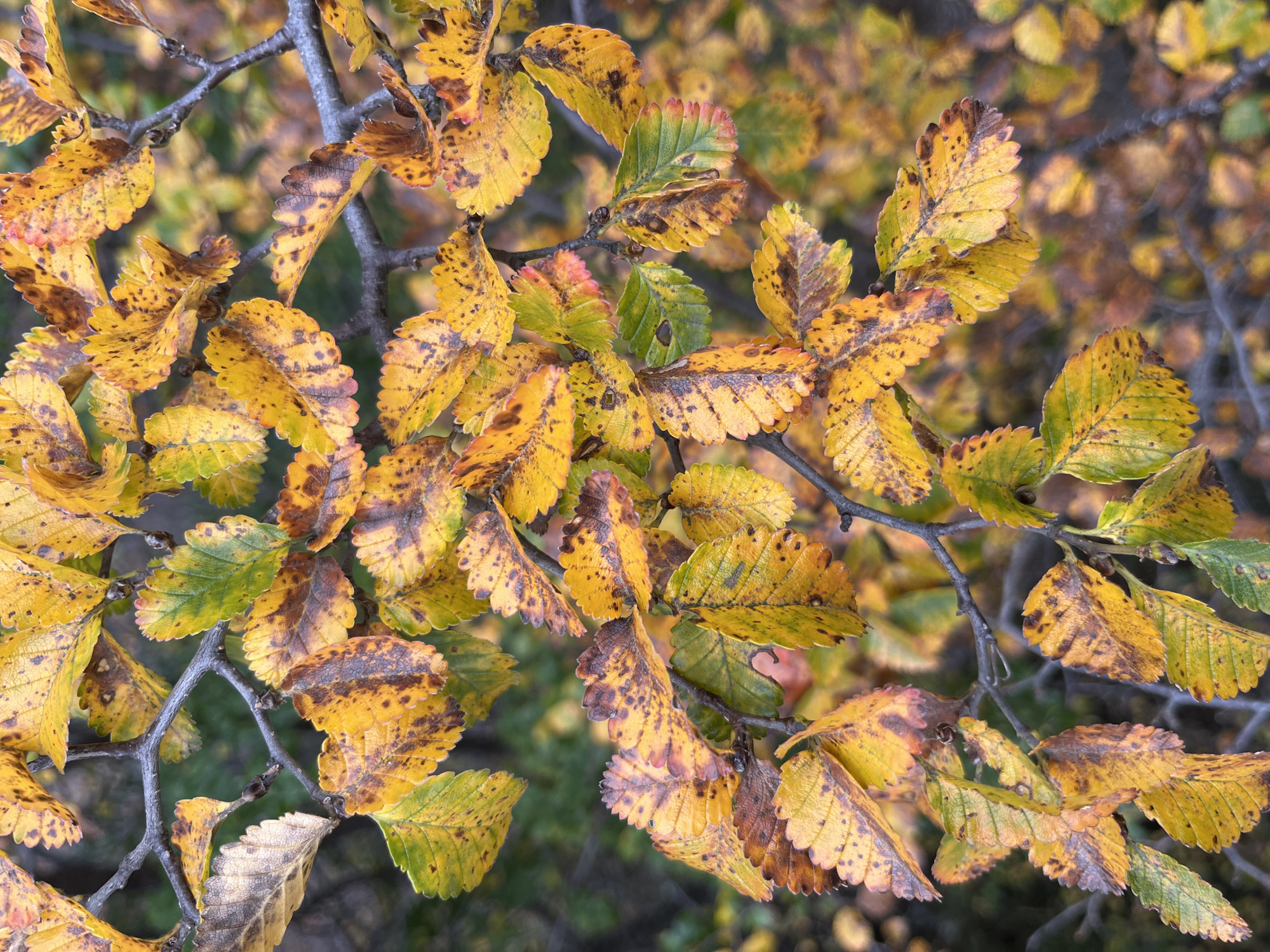 The image shows a close-up view of tree branches with autumn leaves in Ushuaia, Argentina. The leaves are primarily yellow and brown, with some remaining green. Many of the leaves have brown spots. The branches are grey and twiggy. The background is blurred, suggesting other leaves and branches, but not distinctly visible.